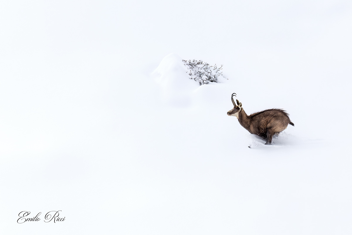 Chamois
