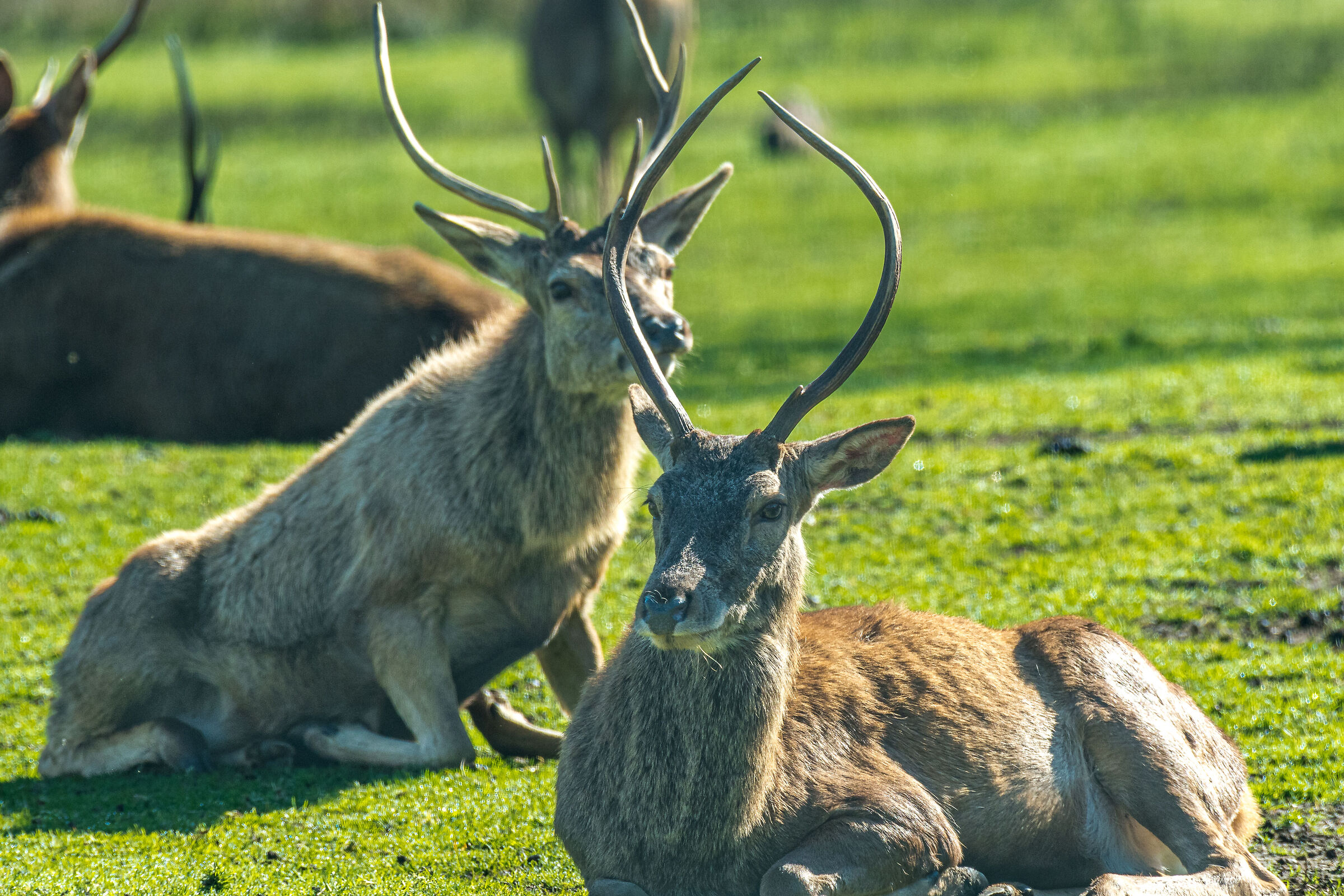 Forest deer of Mesola