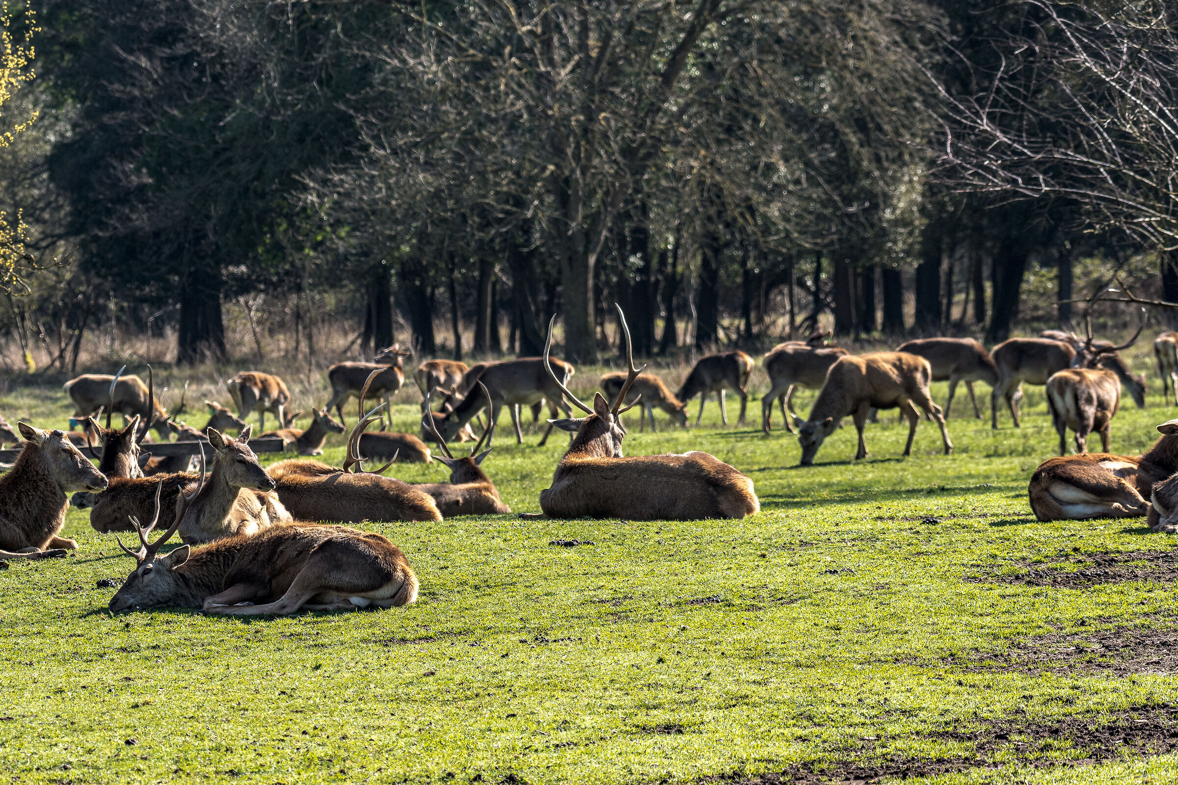 Forest deer of Mesola