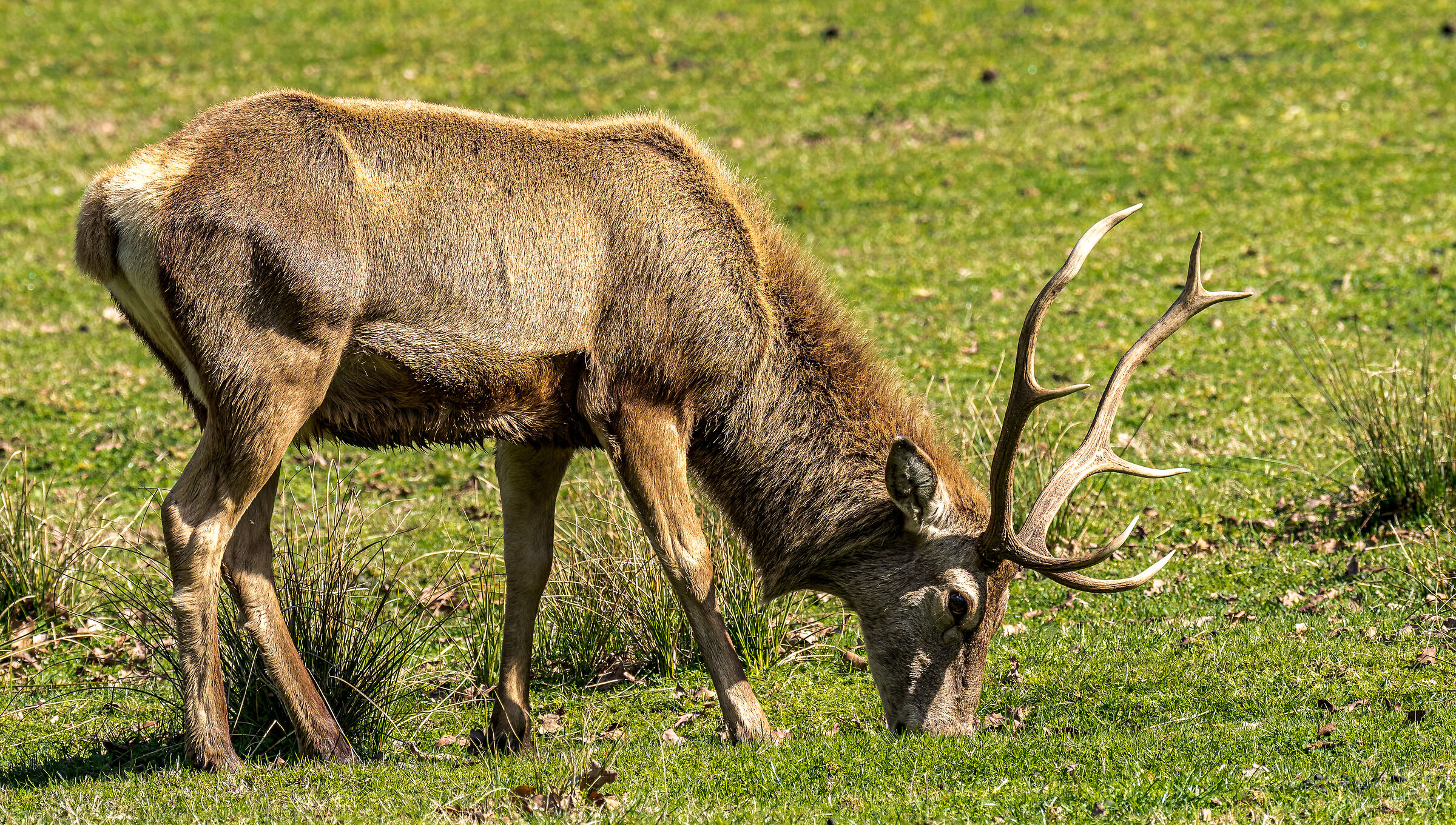 Forest deer of Mesola