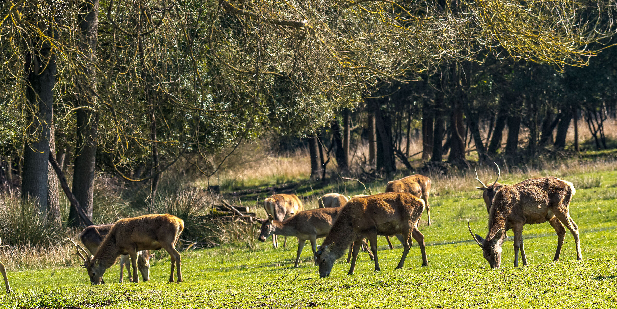 Forest deer of Mesola