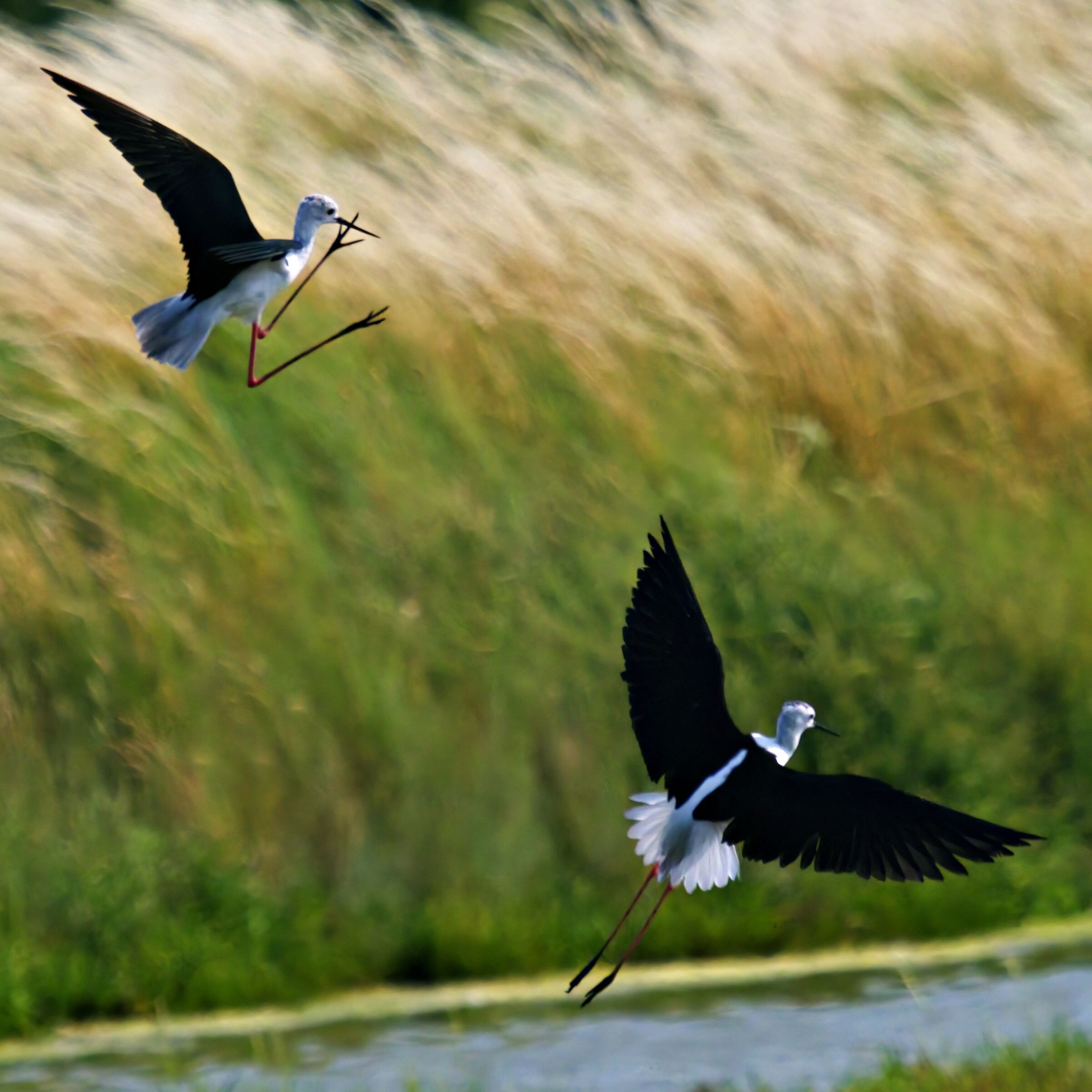 RICHIESTA DI SOCCORSO