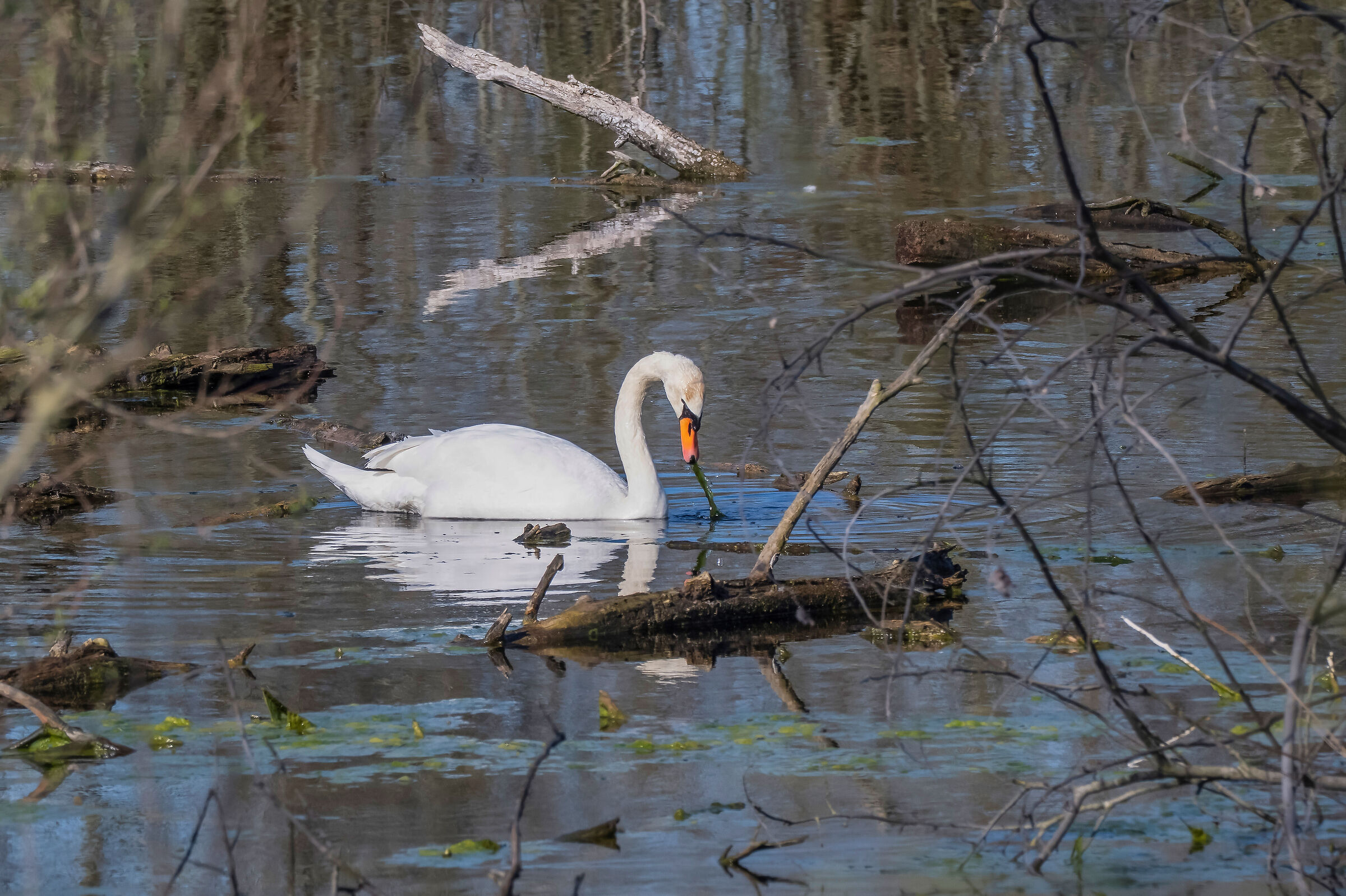 Cigno (selvatico)
