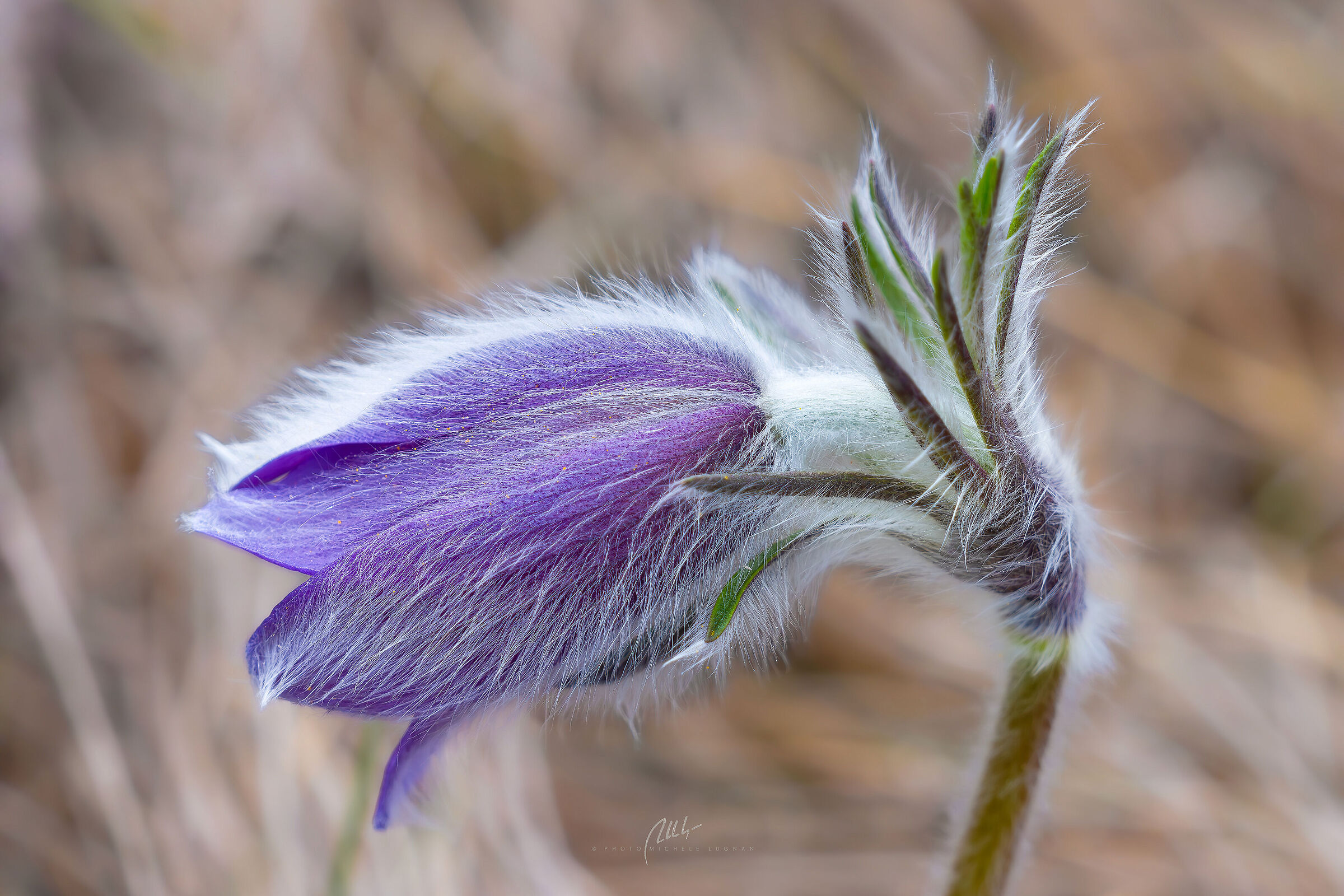 Pulsatilla montana in situ