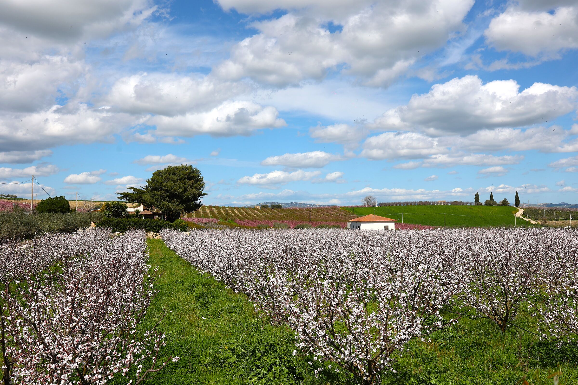 Come in un quadro di Giò Mondelli (albicocchi in fior...