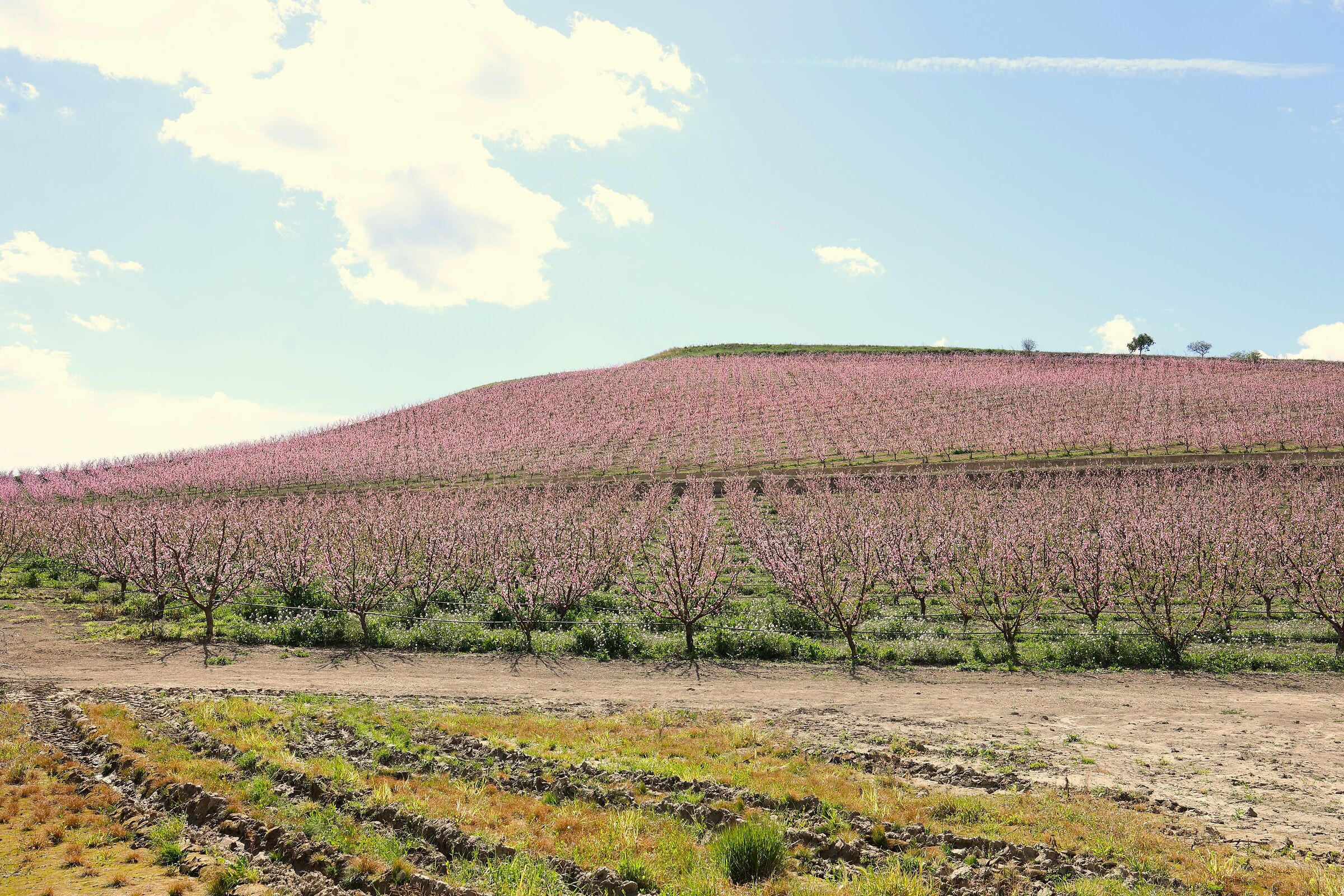The hill of peach trees in bloom