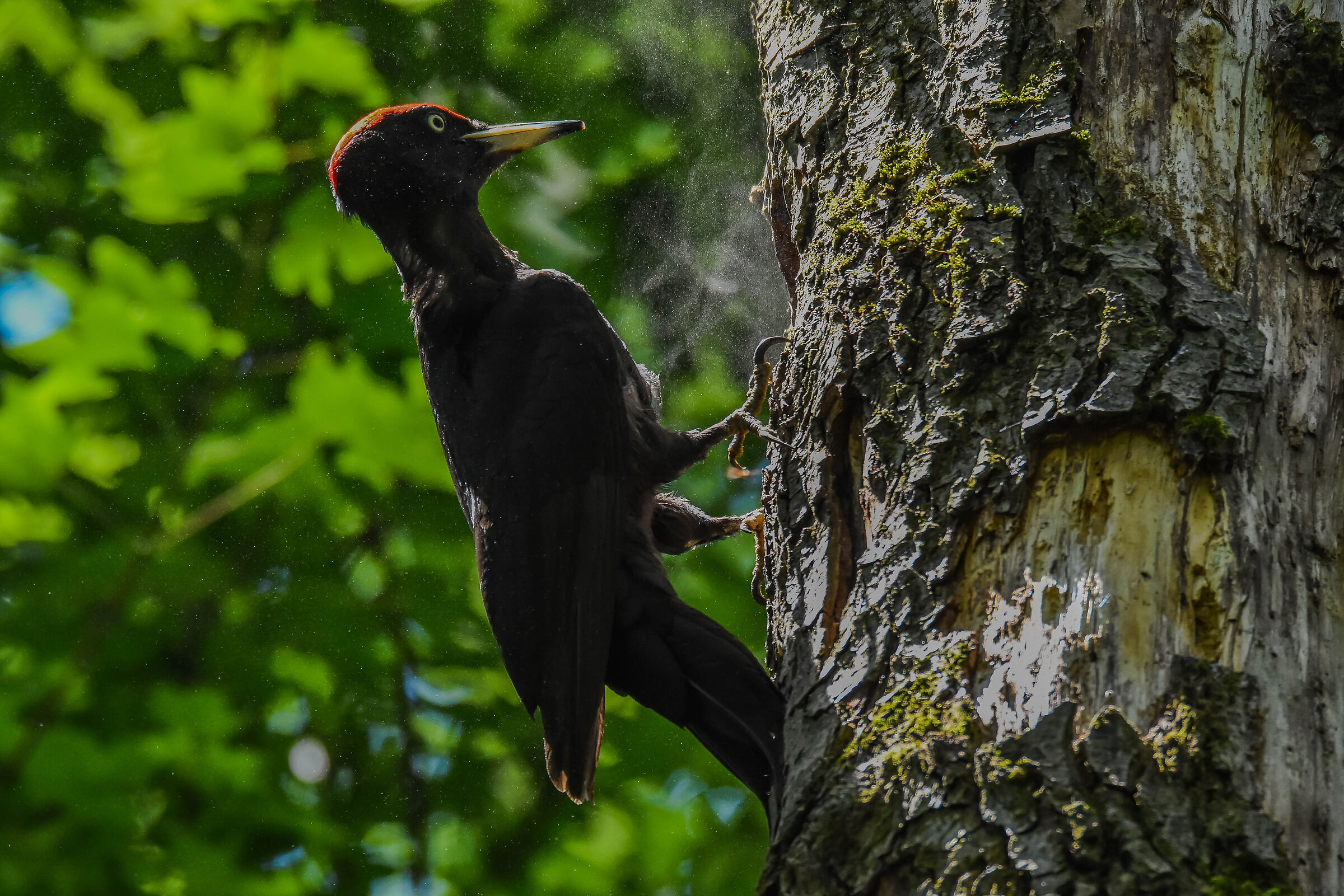 Picchio nero (pulizia del nido)