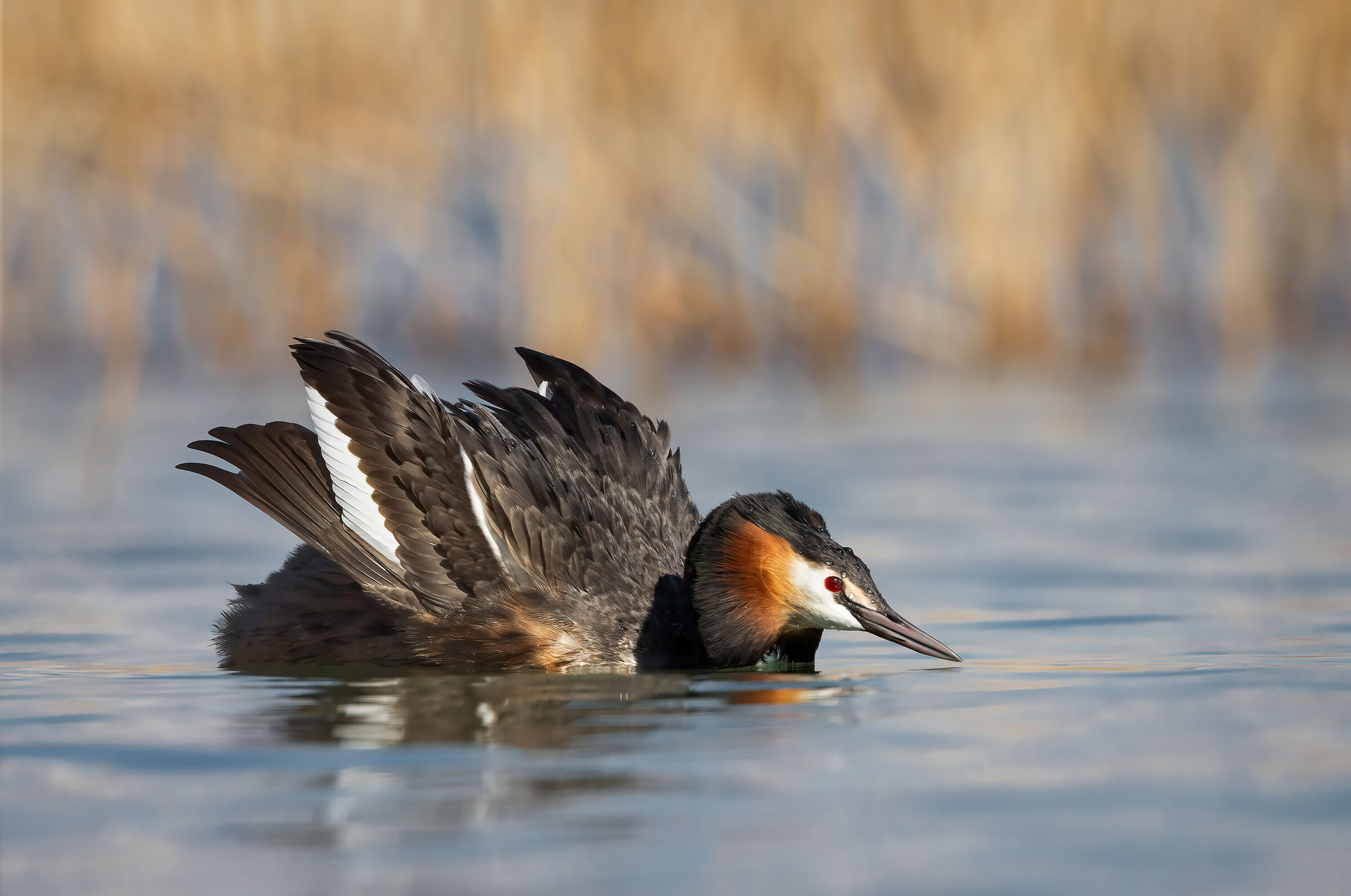 Great crested grebe