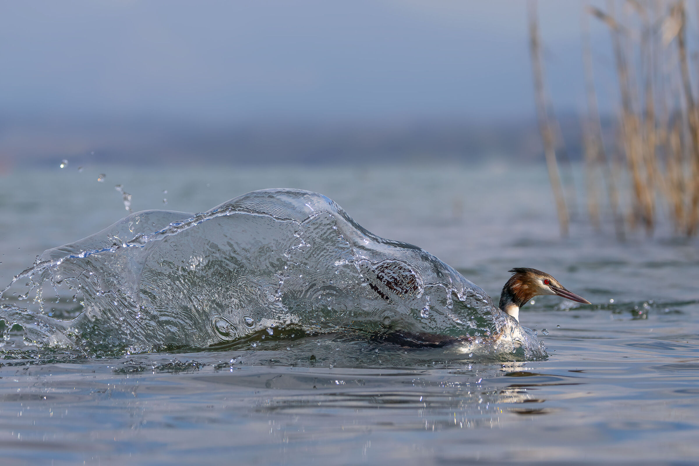 the wave of the Grebe