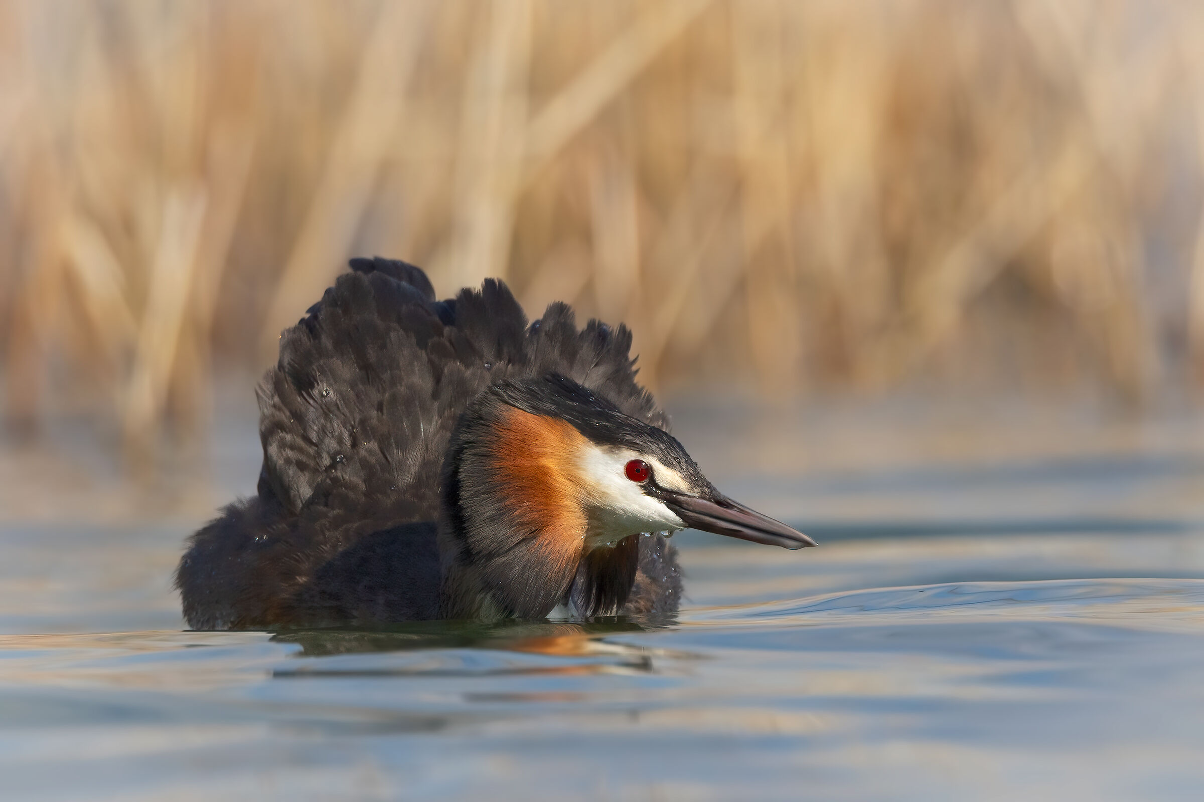 Great crested grebe