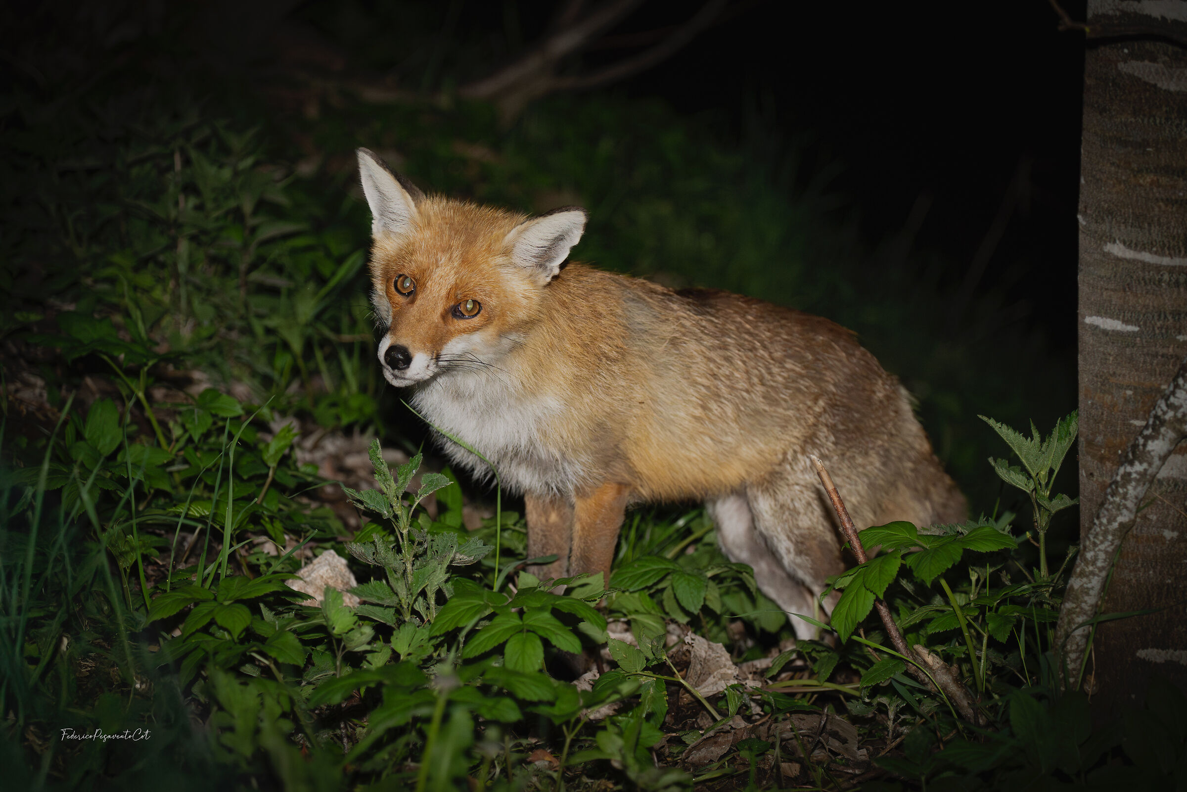 Fox
