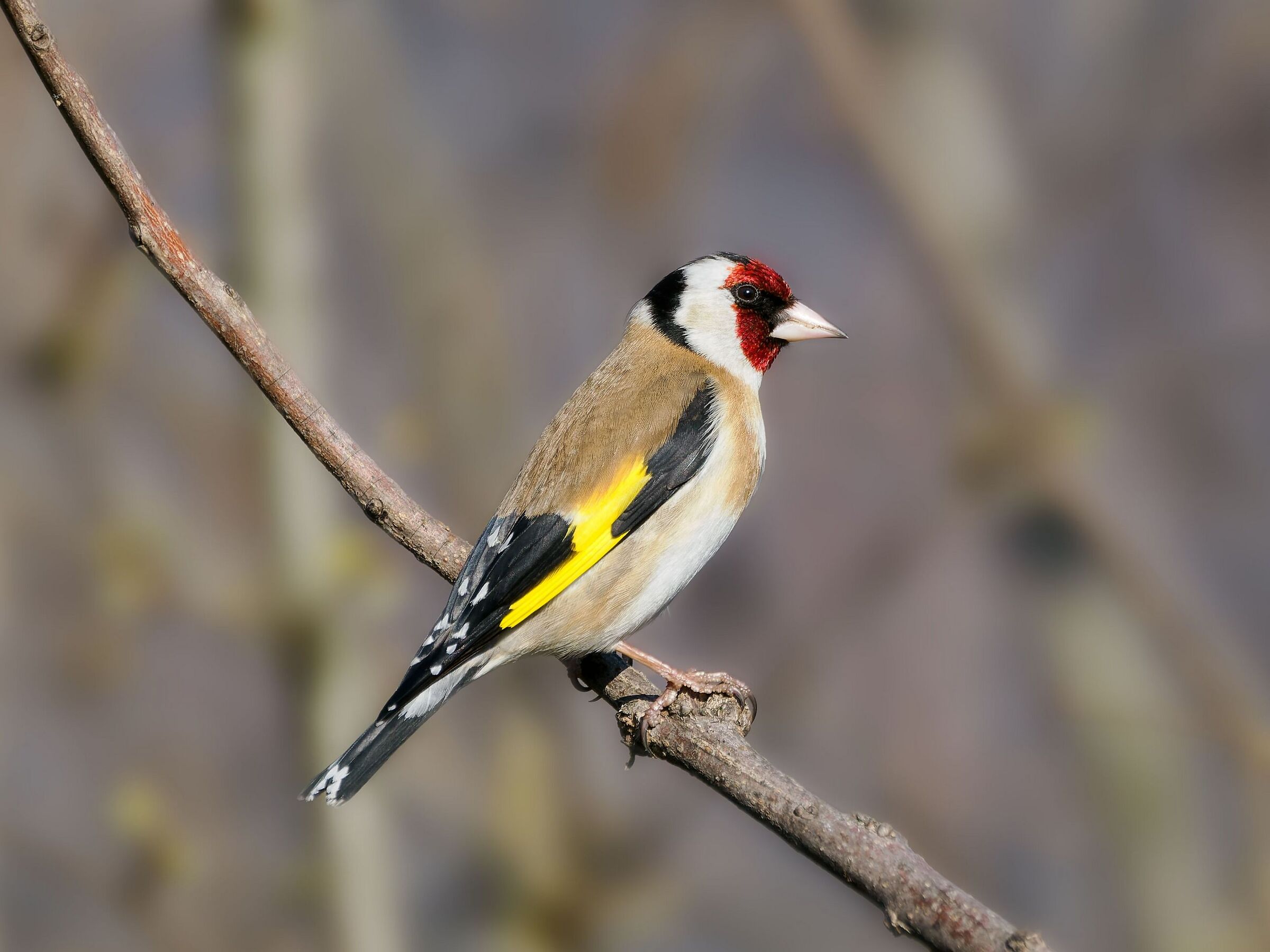 Goldfinch