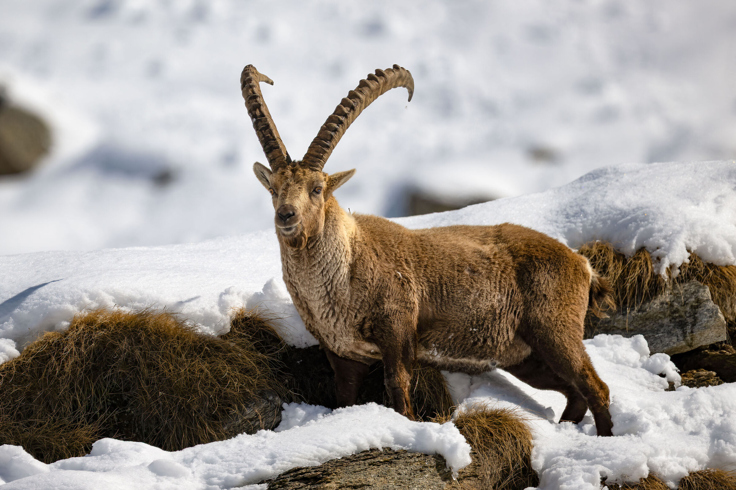 Ibex - Gran Paradiso National Park