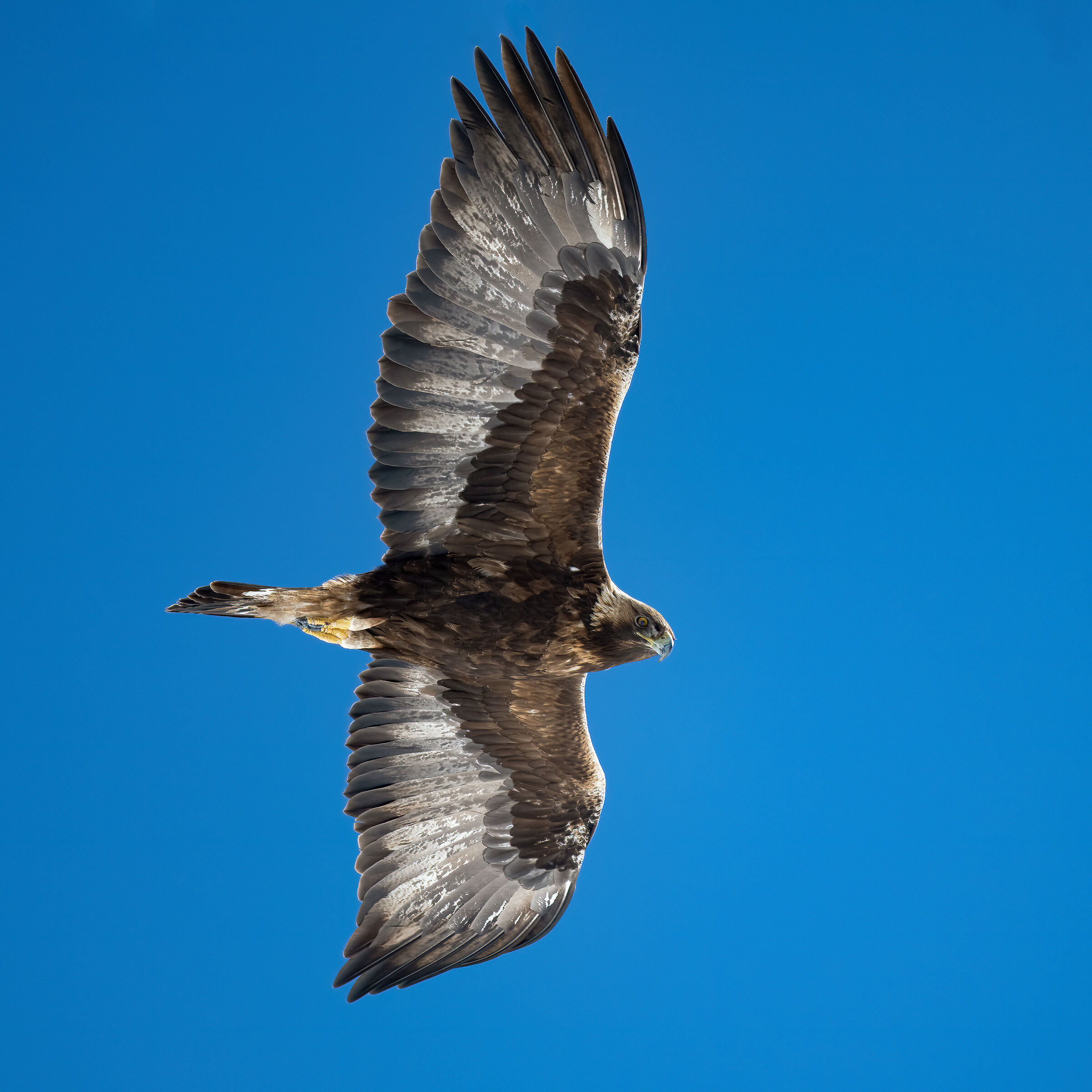 Golden Eagle - Gran Paradisoila National Park