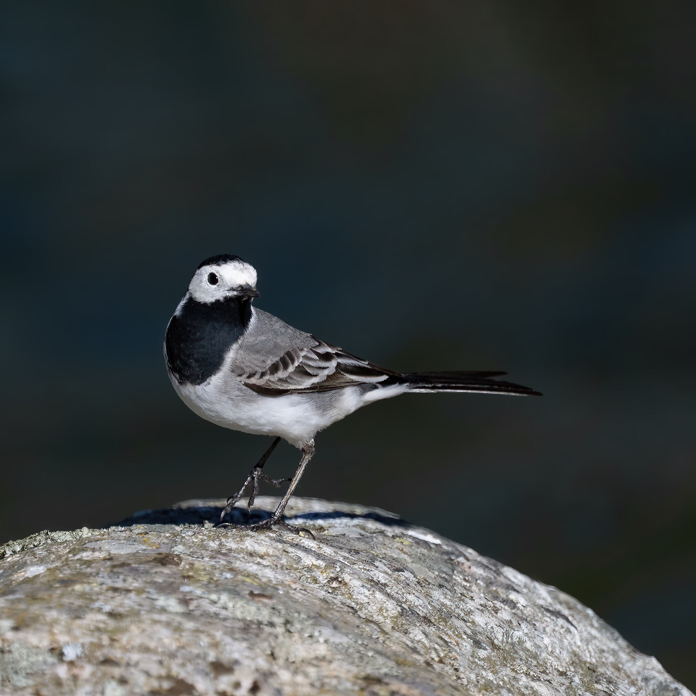 Ballerina - Gran Paradiso National Park