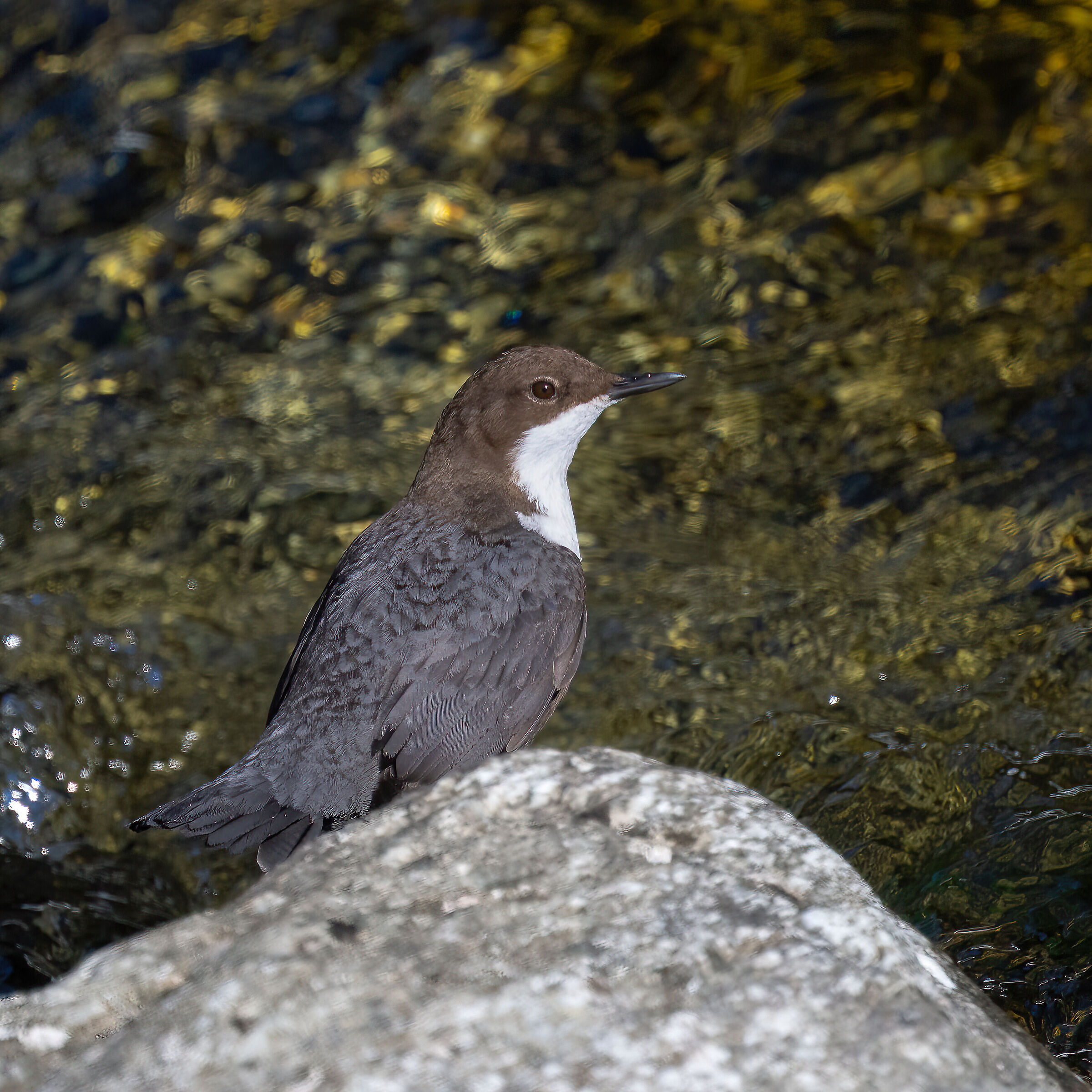Dipper - Gran Paradiso National Park