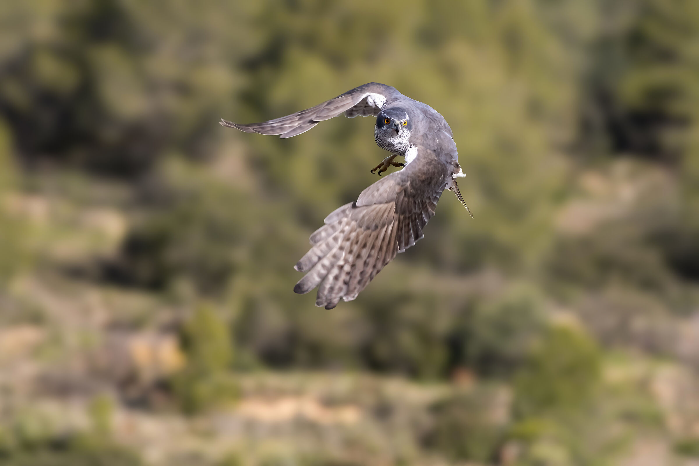 Goshawk m. ( Accipiter gentilis )