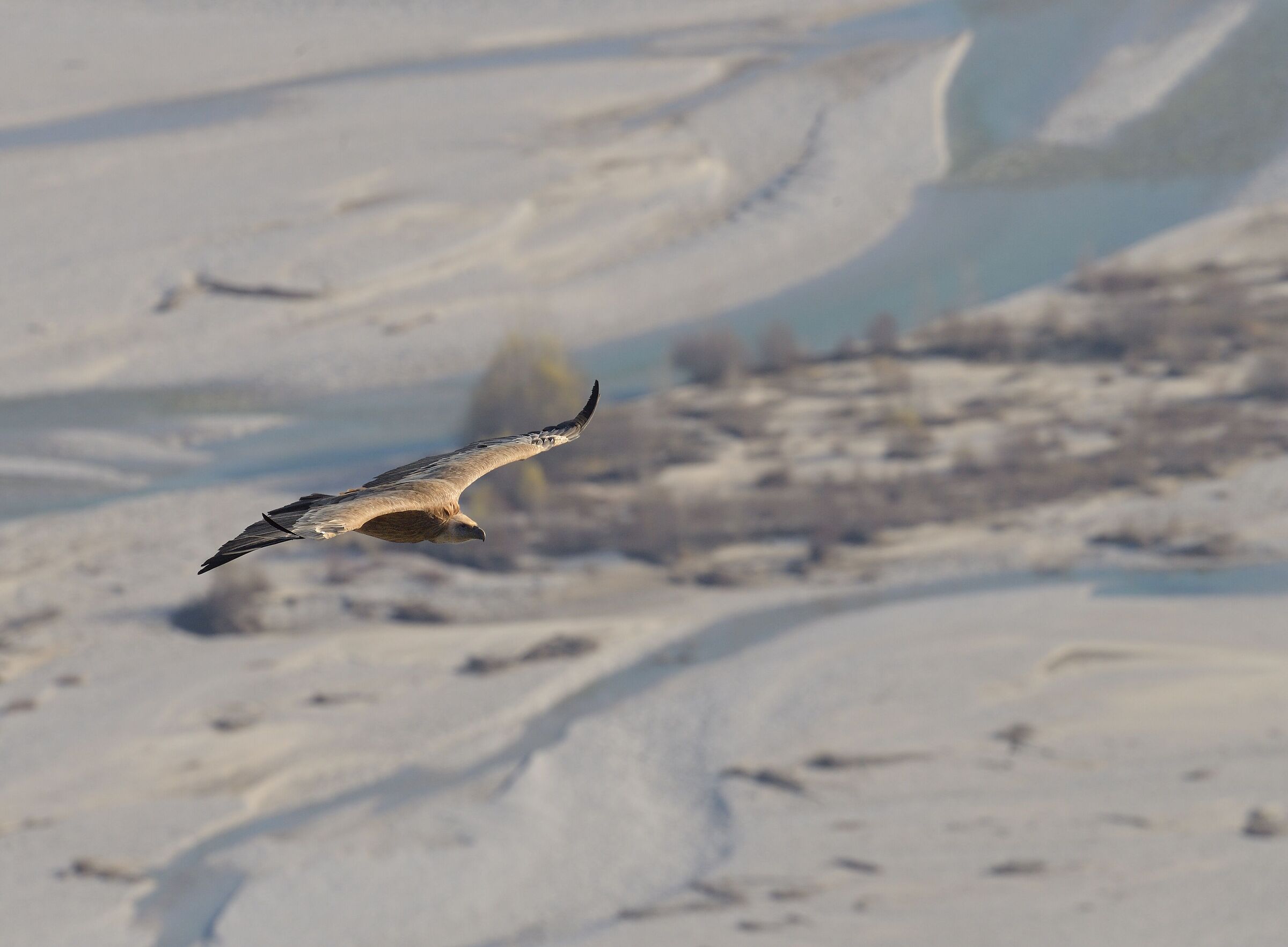 griffon vulture on the Tagliamento