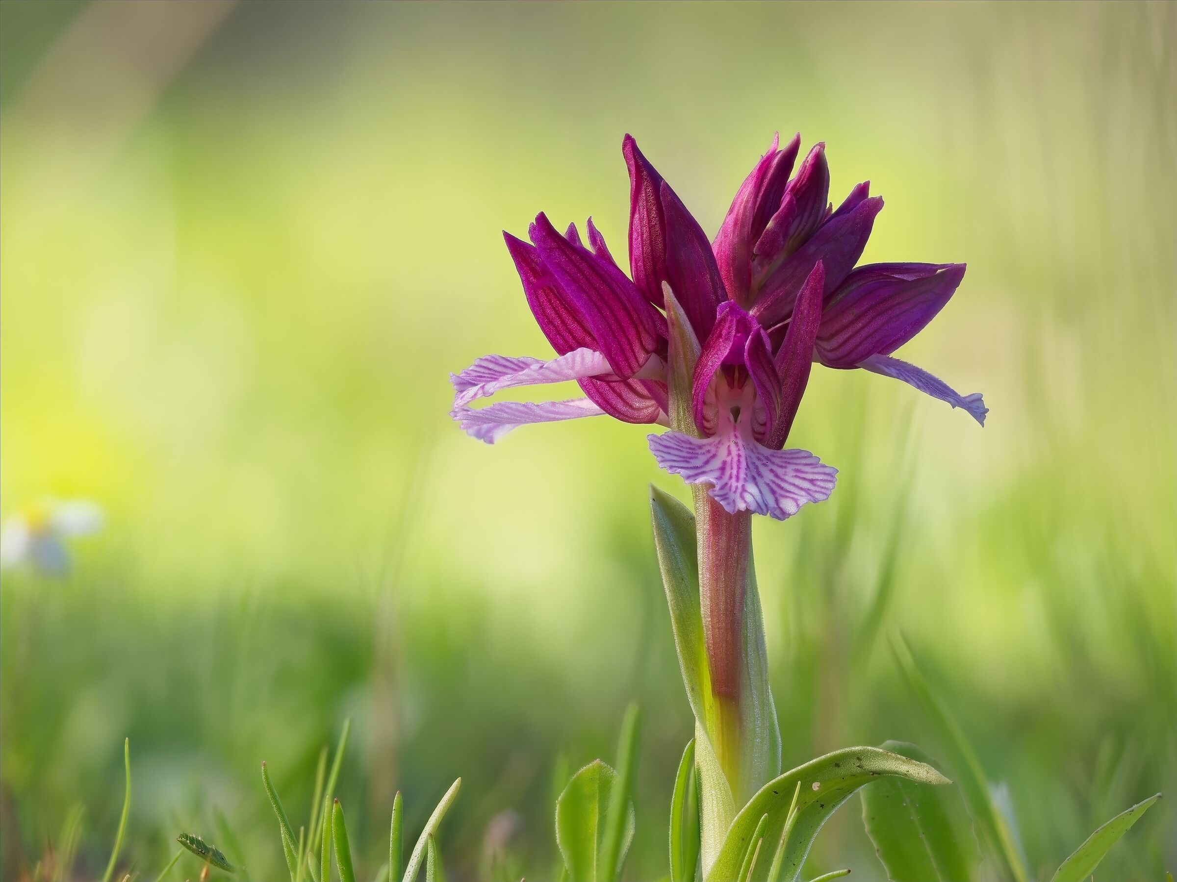 Anacamptis papilionacea, variety Vexillifera