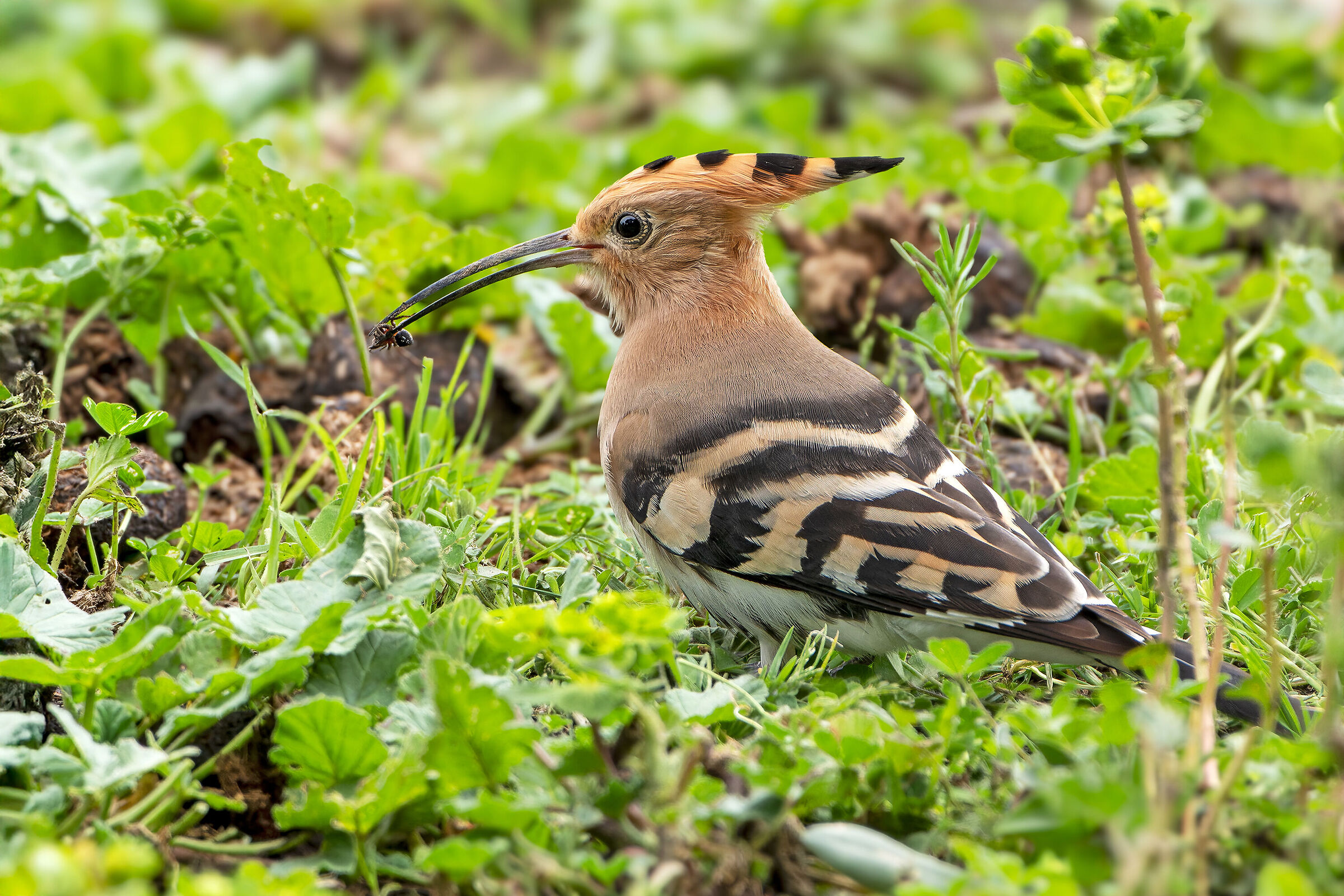 Hoopoe