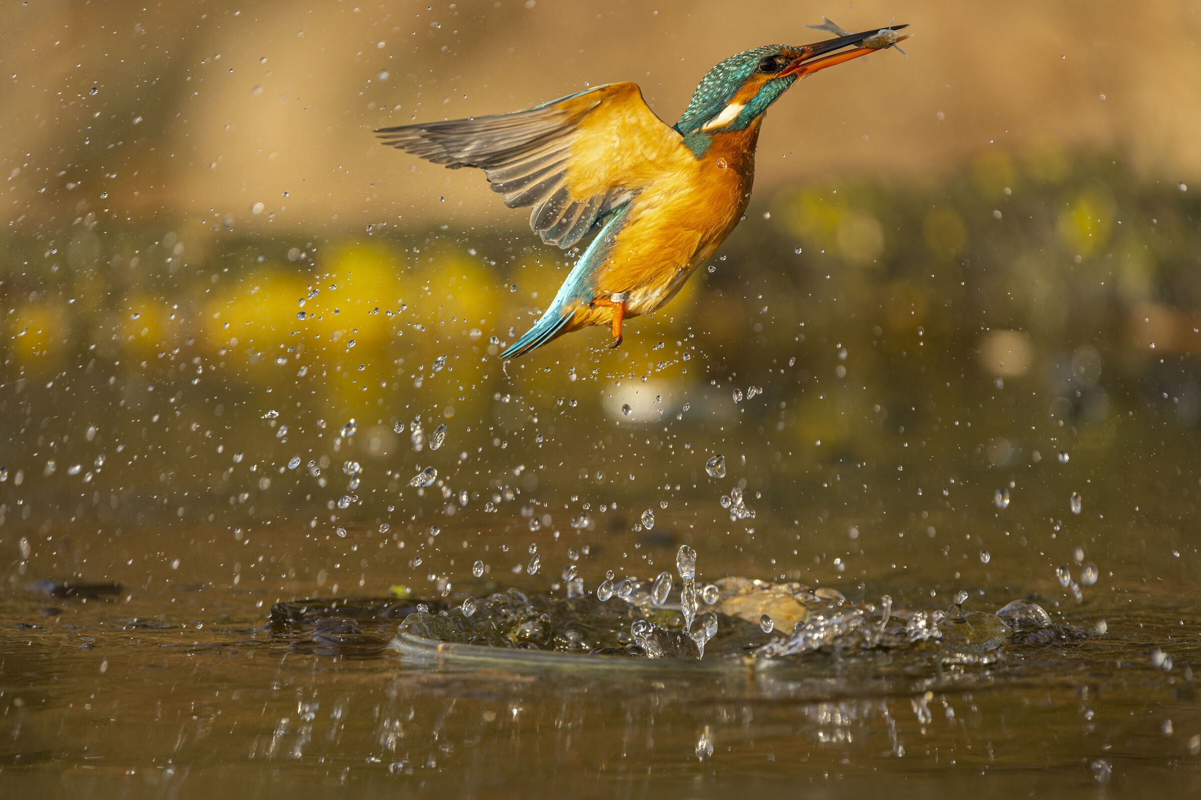 Martin pescatore