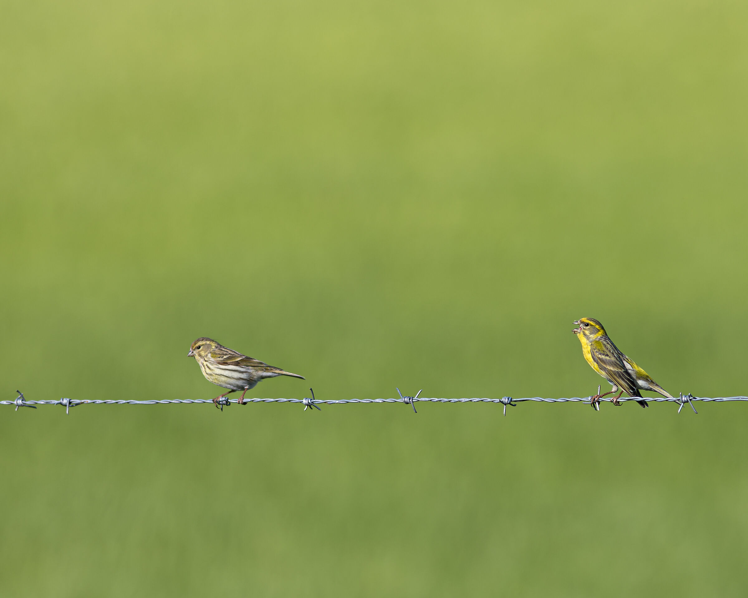 Pair of verzellini