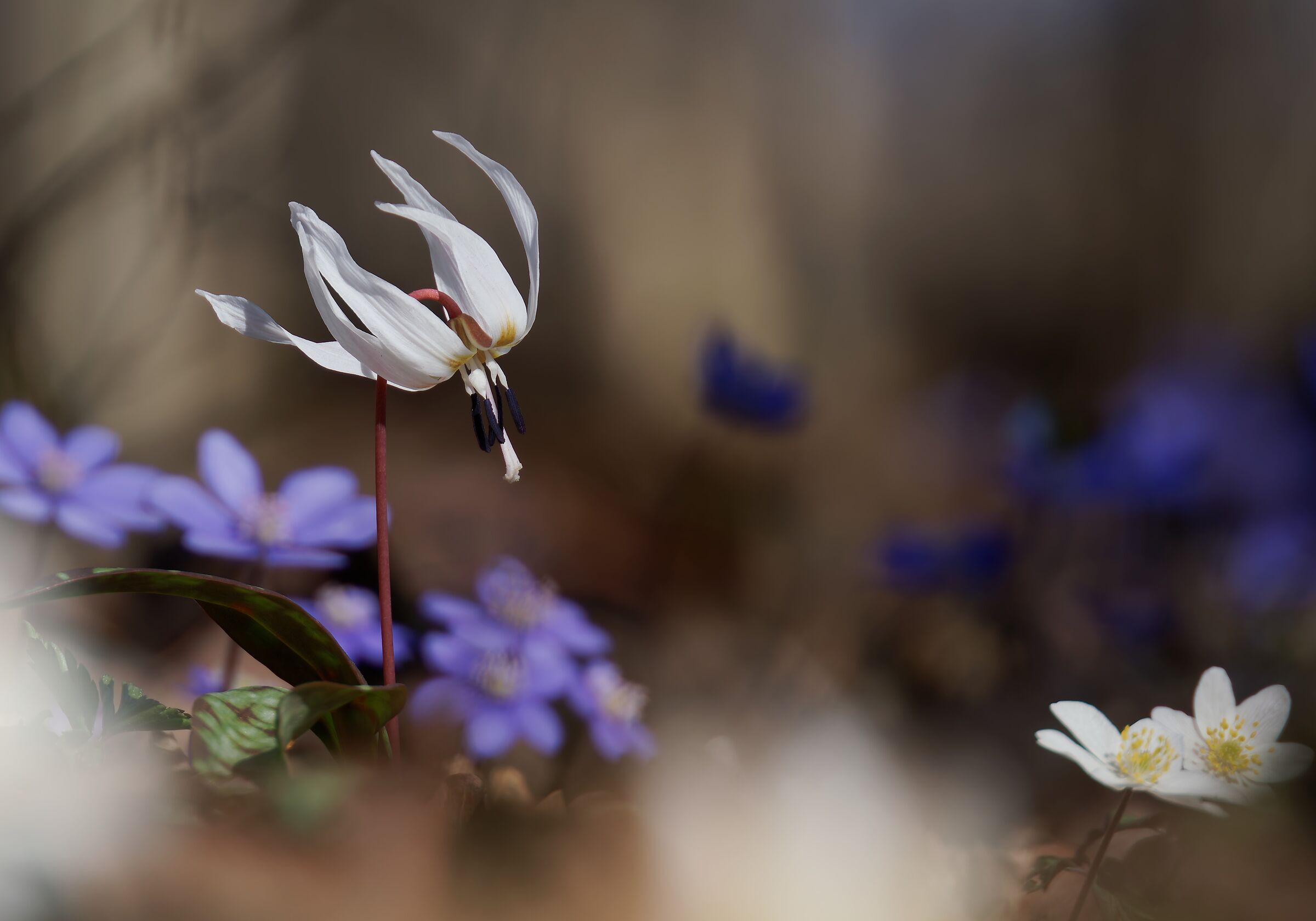 Flowering undergrowth