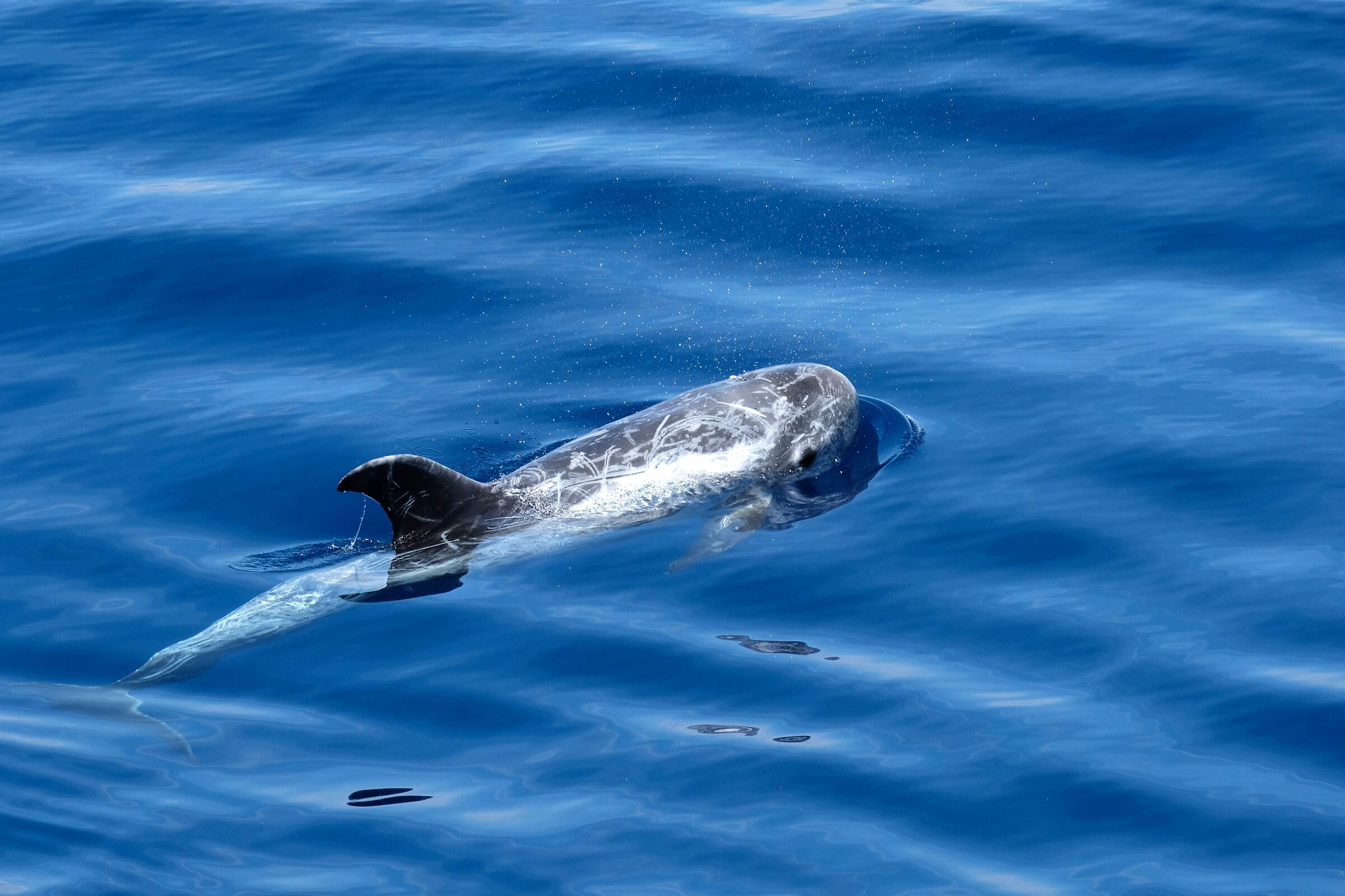 Risso's dolphin