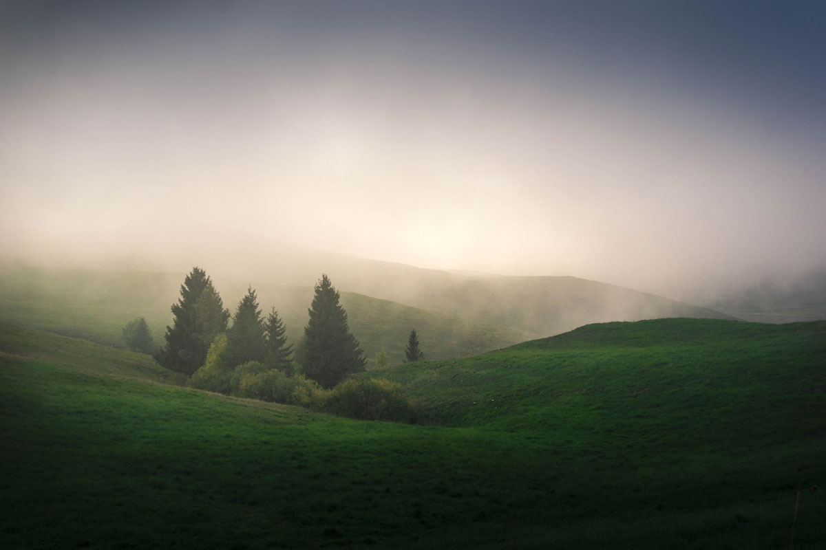Fir trees in the clouds