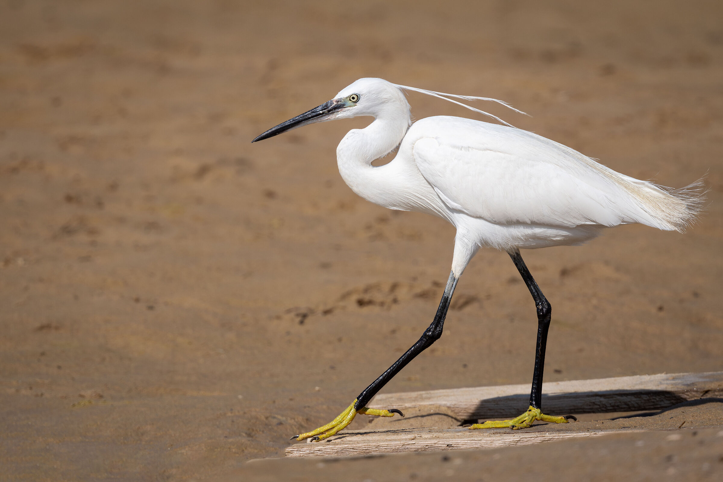 The soft step of the Little Egret