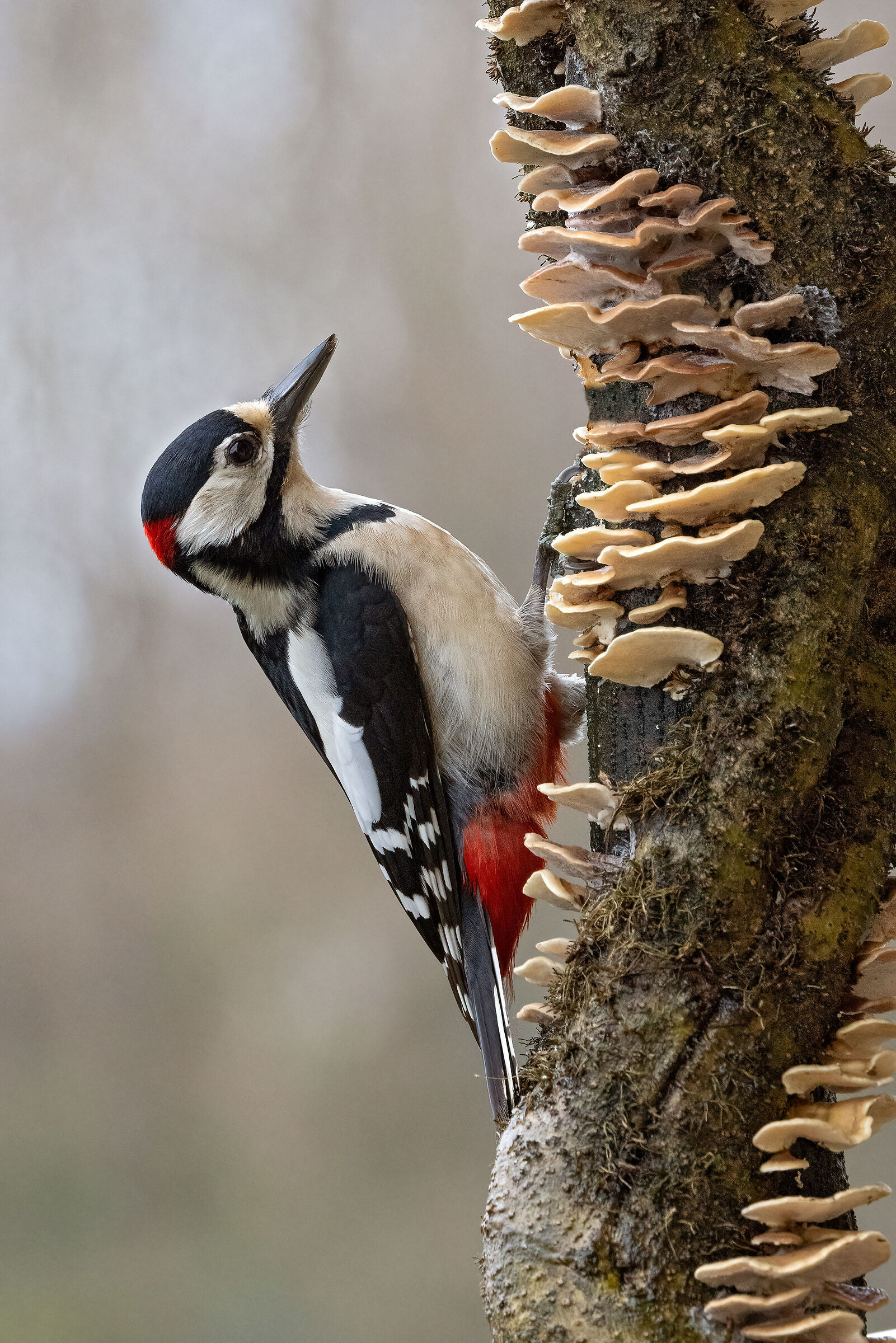 Picchio rosso maggiore