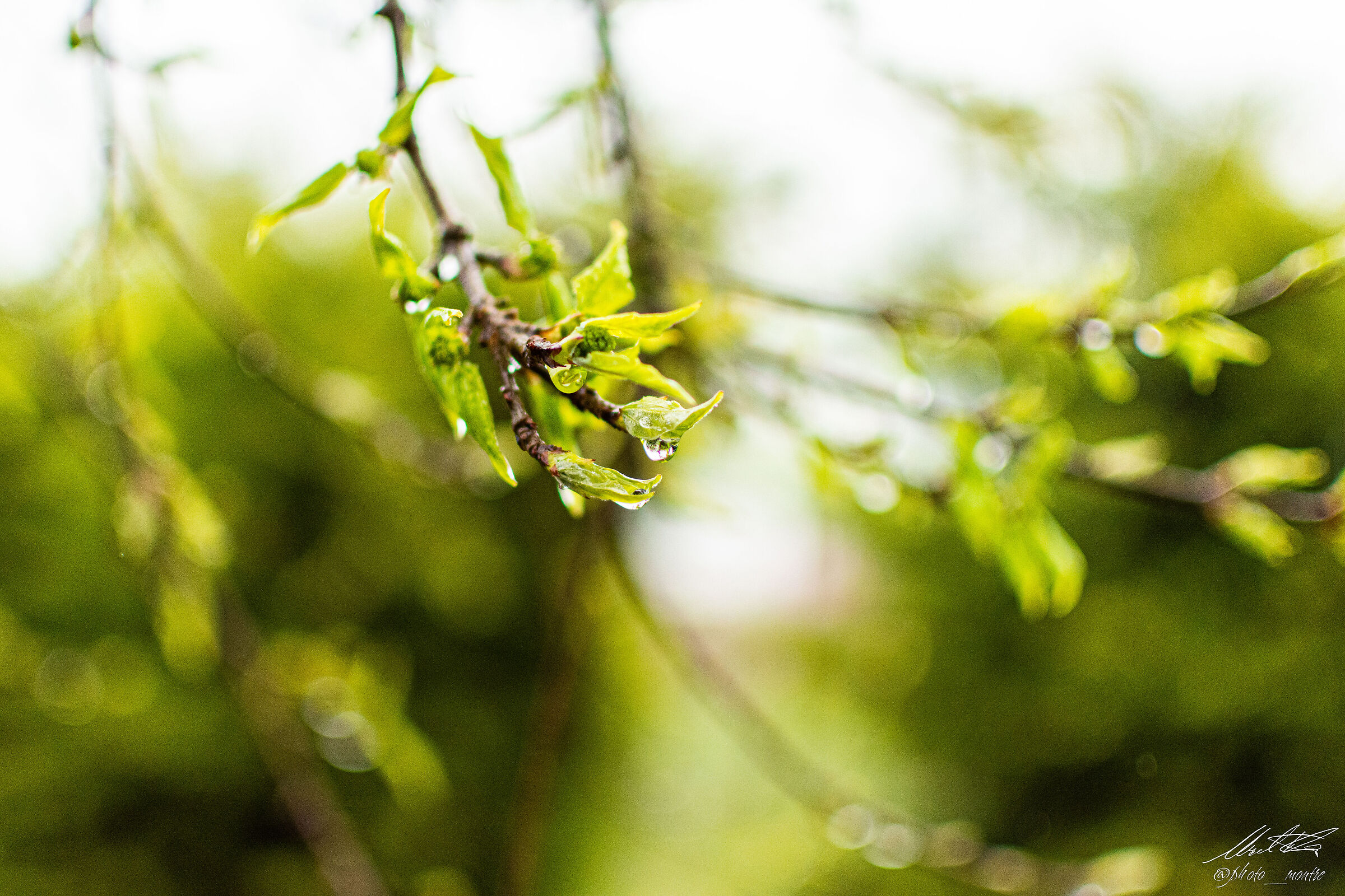 Germogli di Primavera