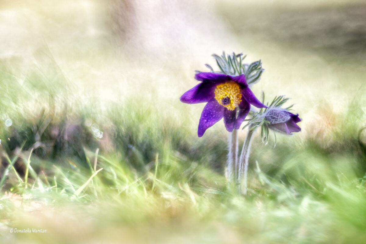 Pulsatilla