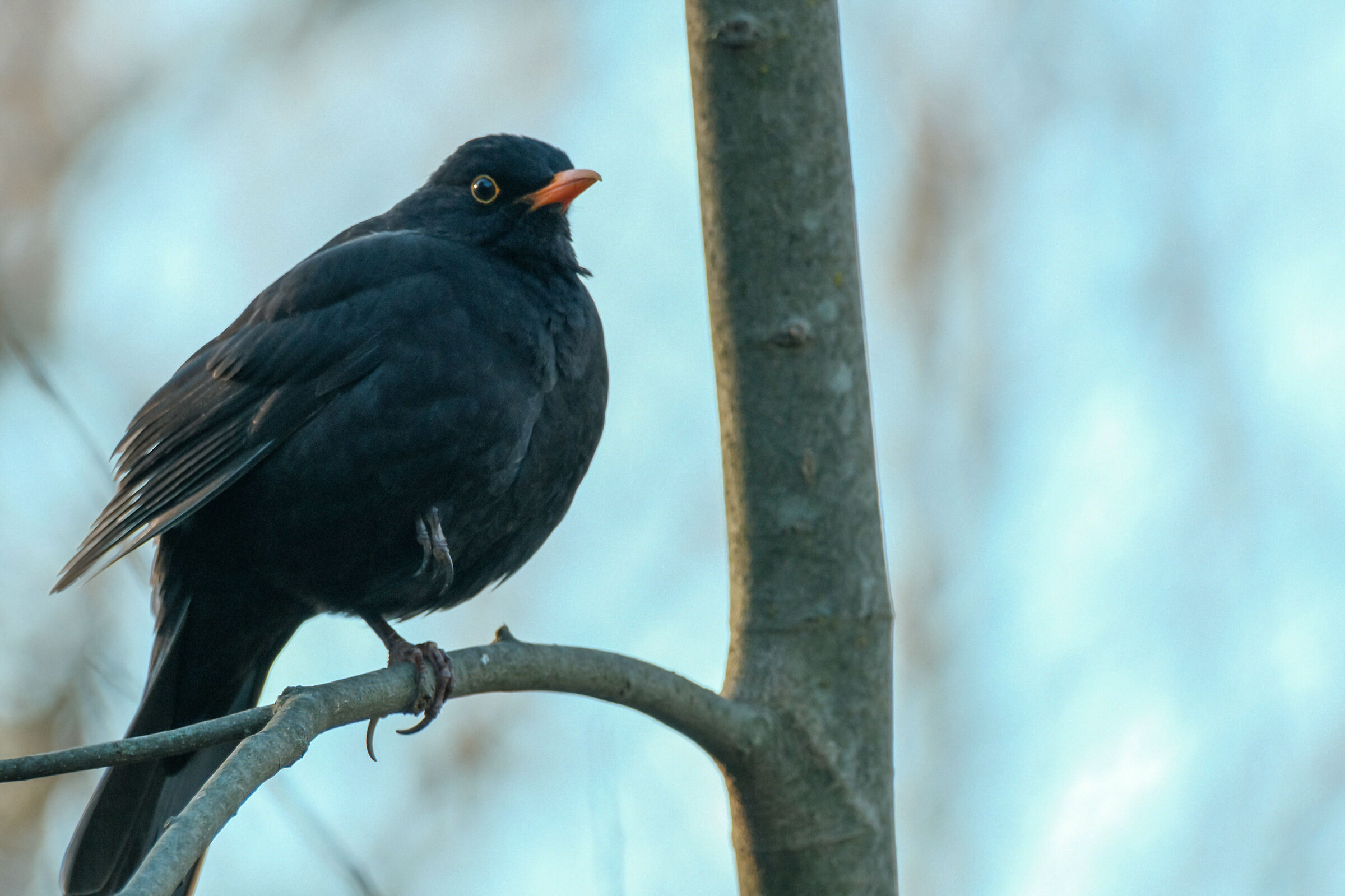 Pensive blackbird