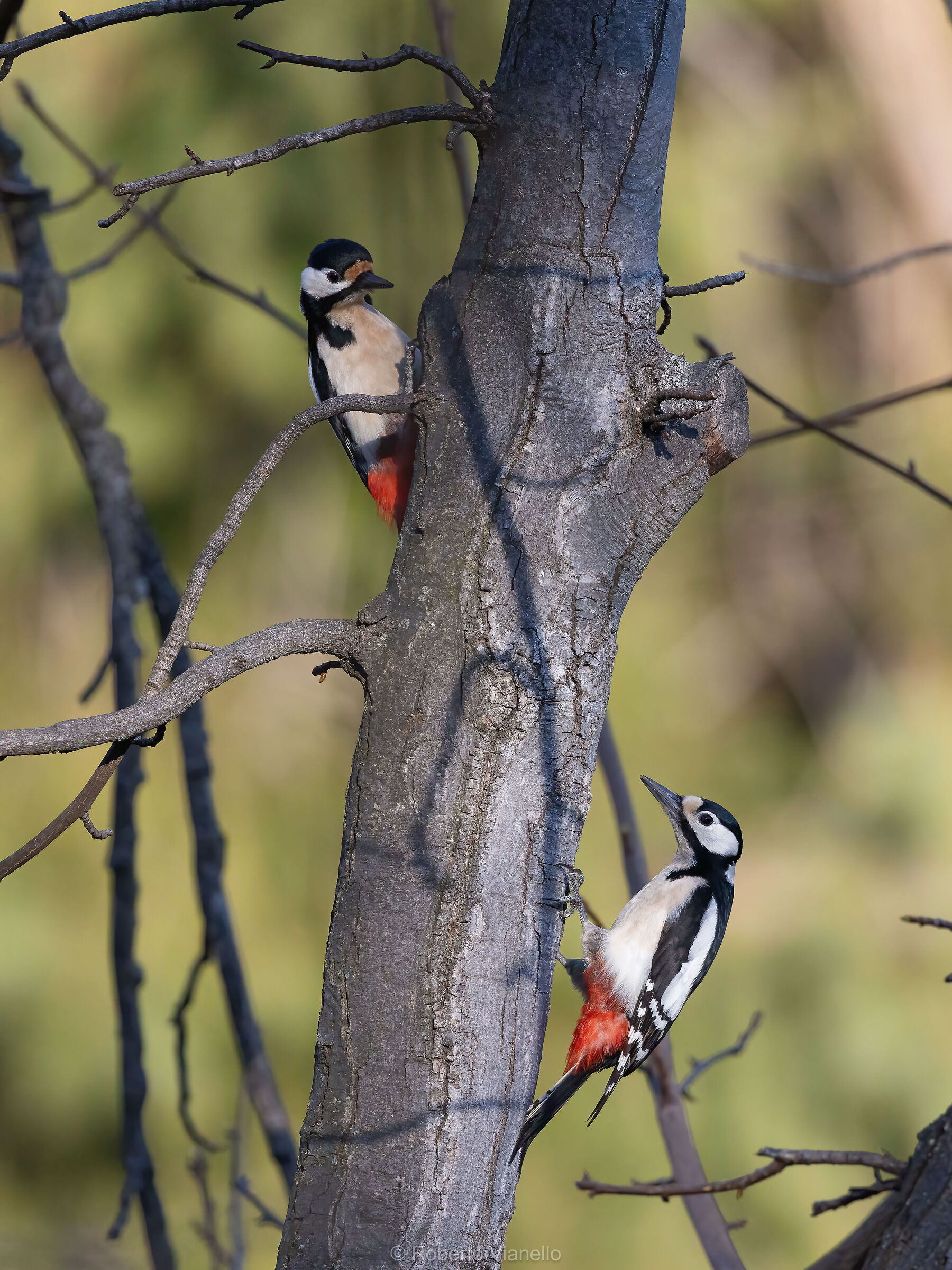 Picchio rosso maggiore (Dendrocopos major)