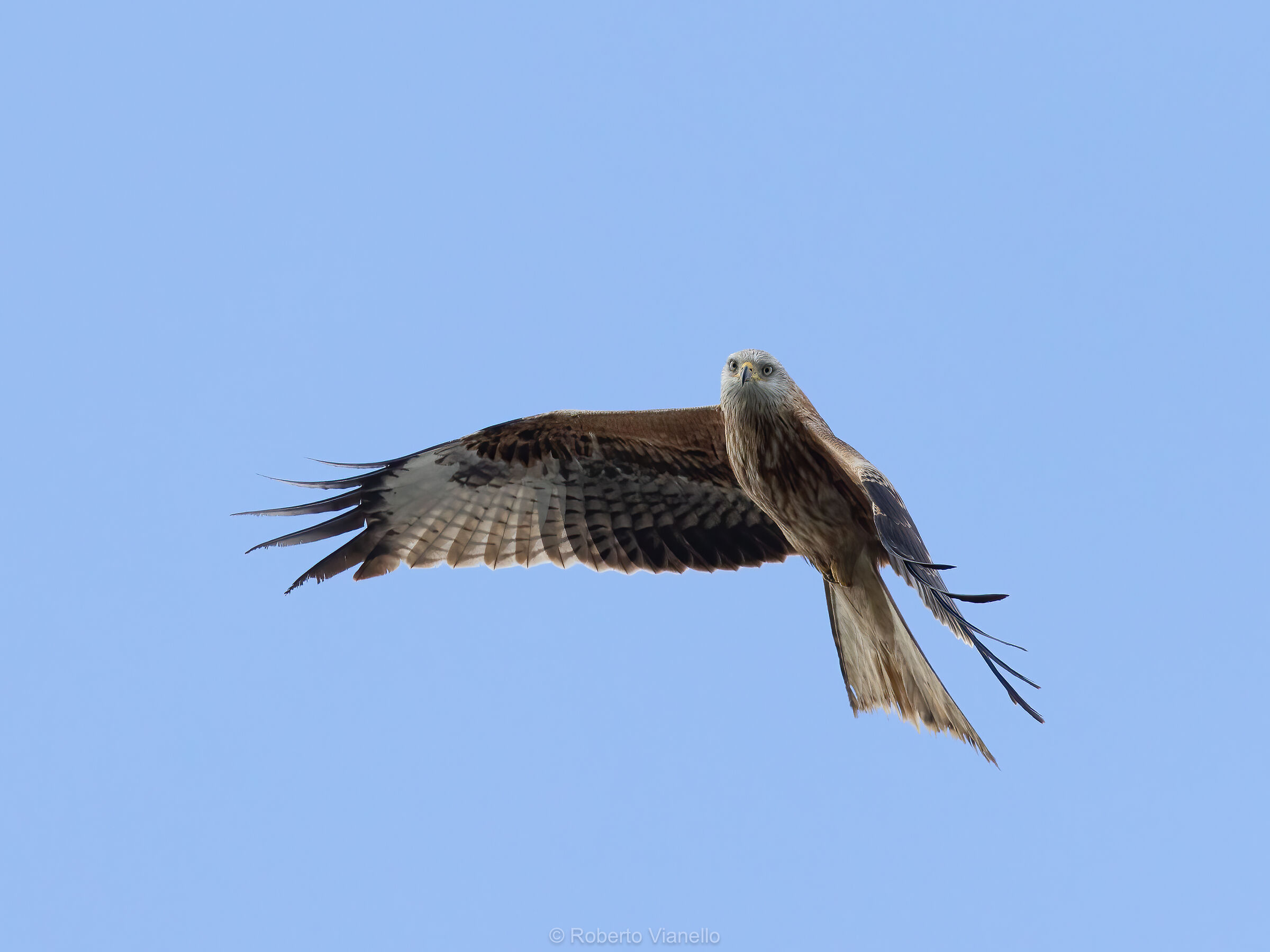 Nibbio reale (Milvus milvus)