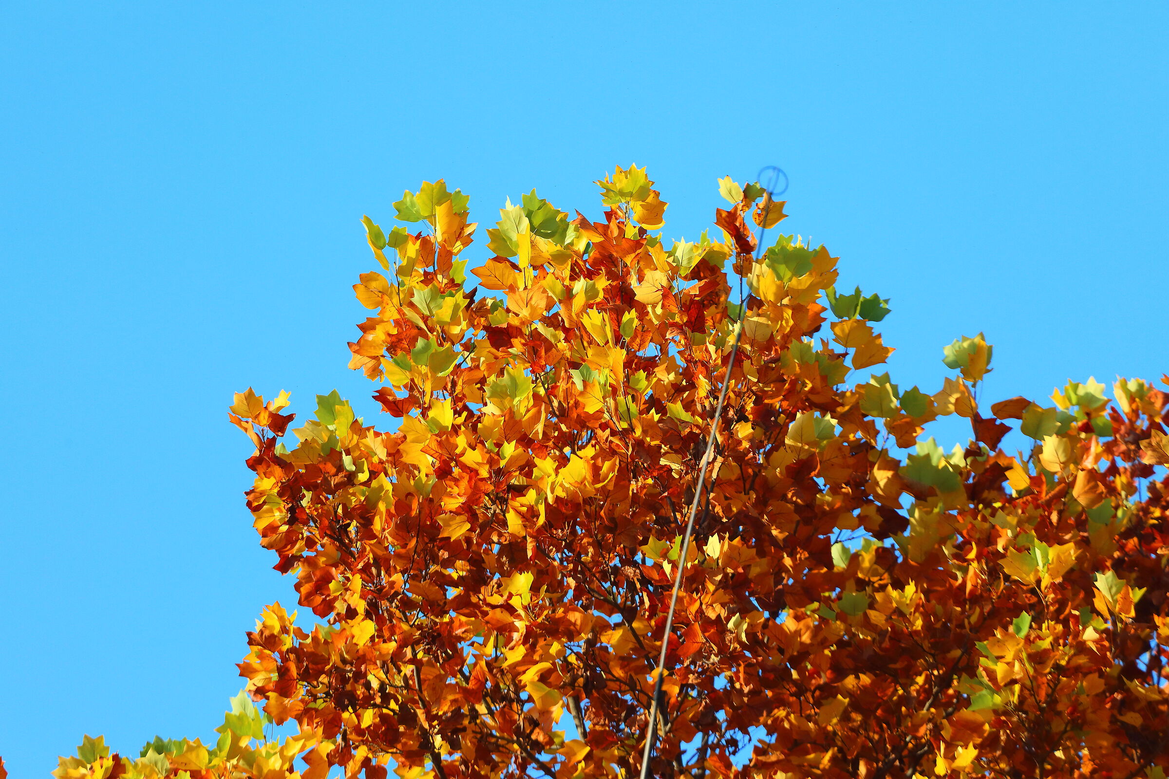 Autunno 30 ottobre 2024 - 0165