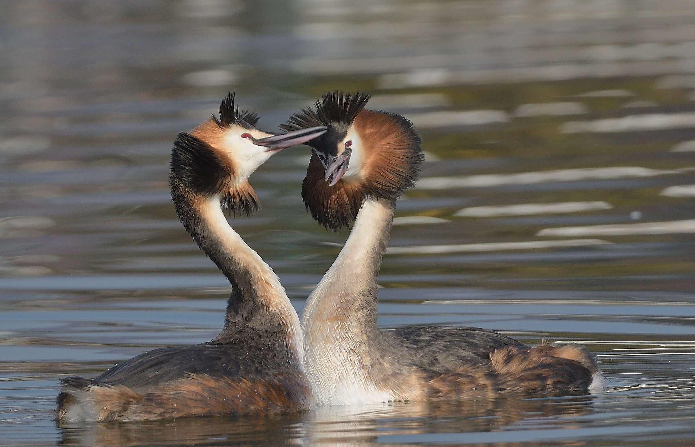 danza di corteggiamento, svasso maggiore