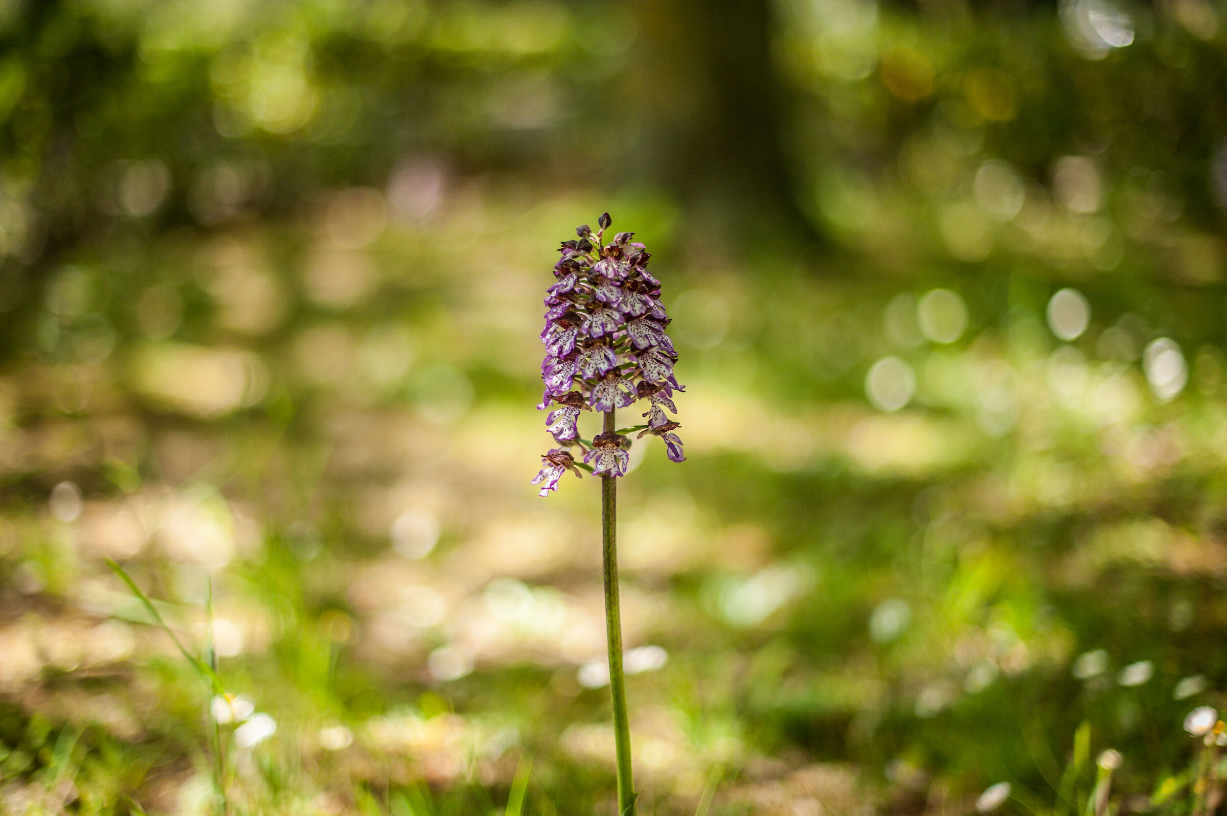 Orchis Purpurea