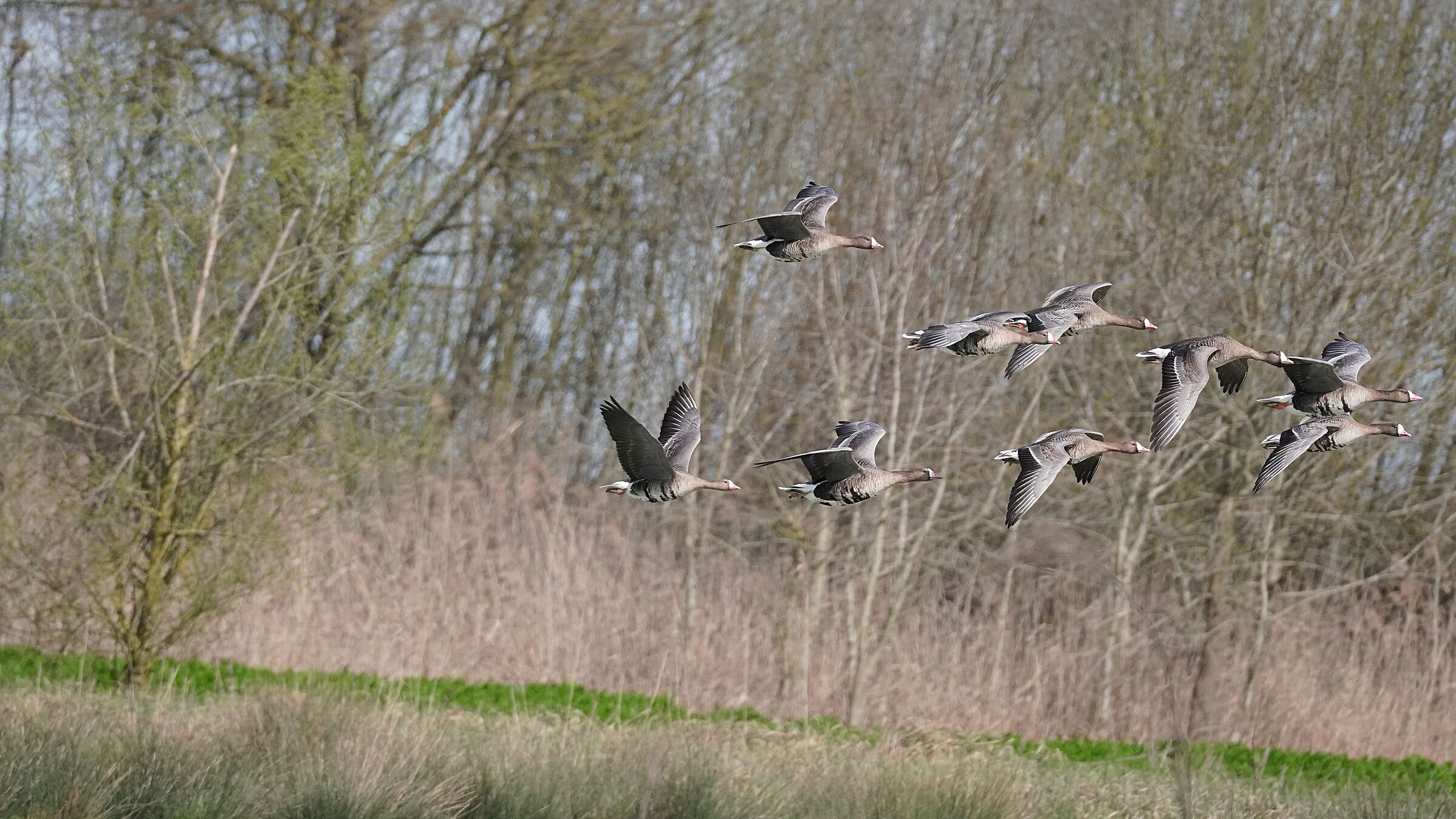 White-fronted geese