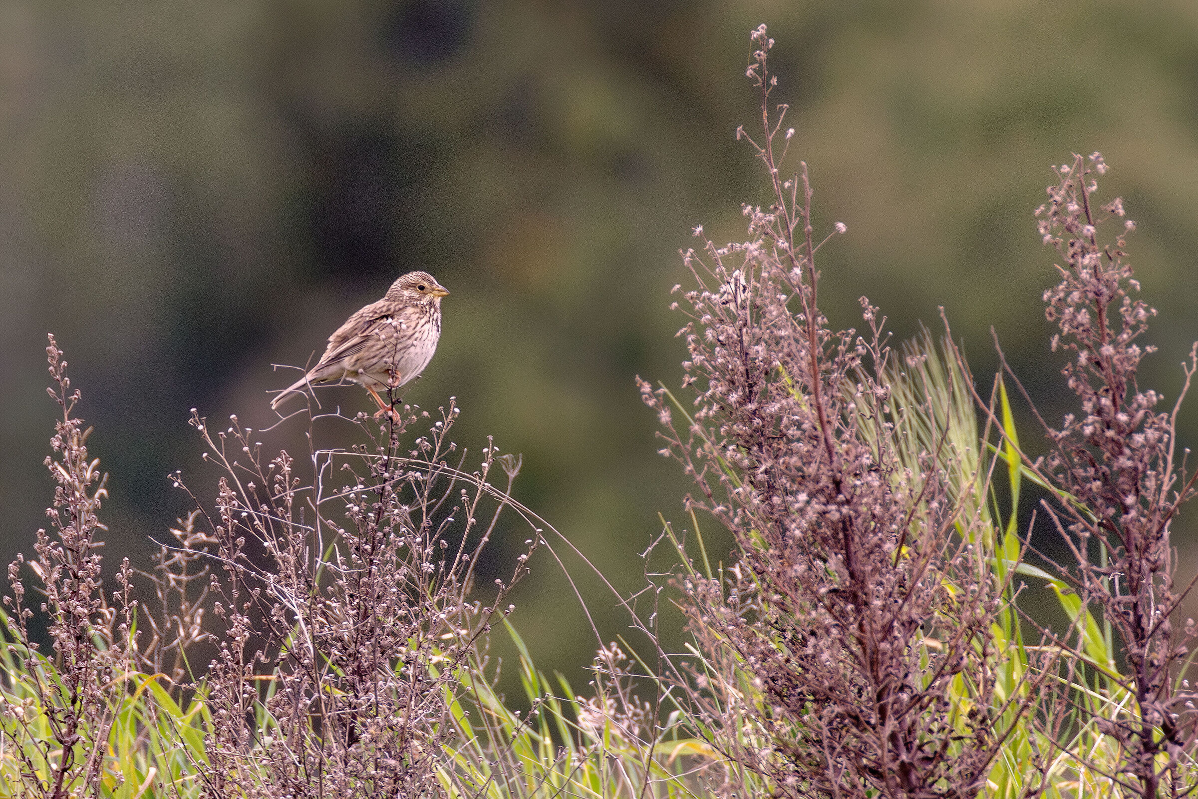 Corn bunting