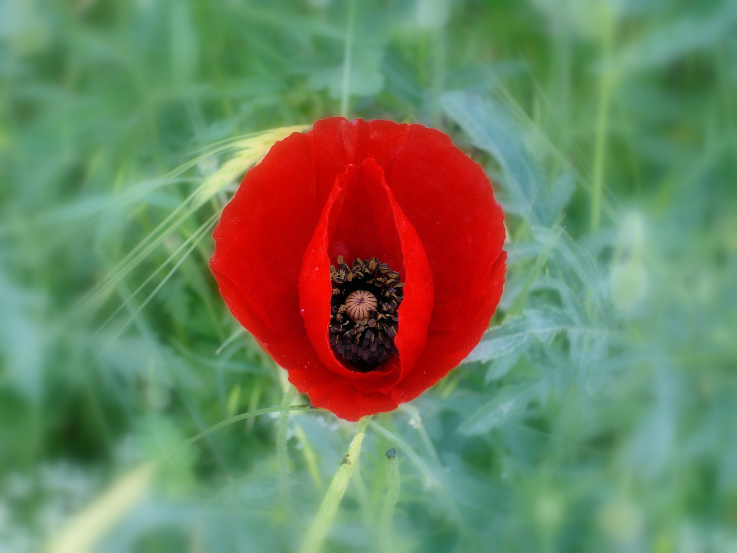 I am a turkish poppy