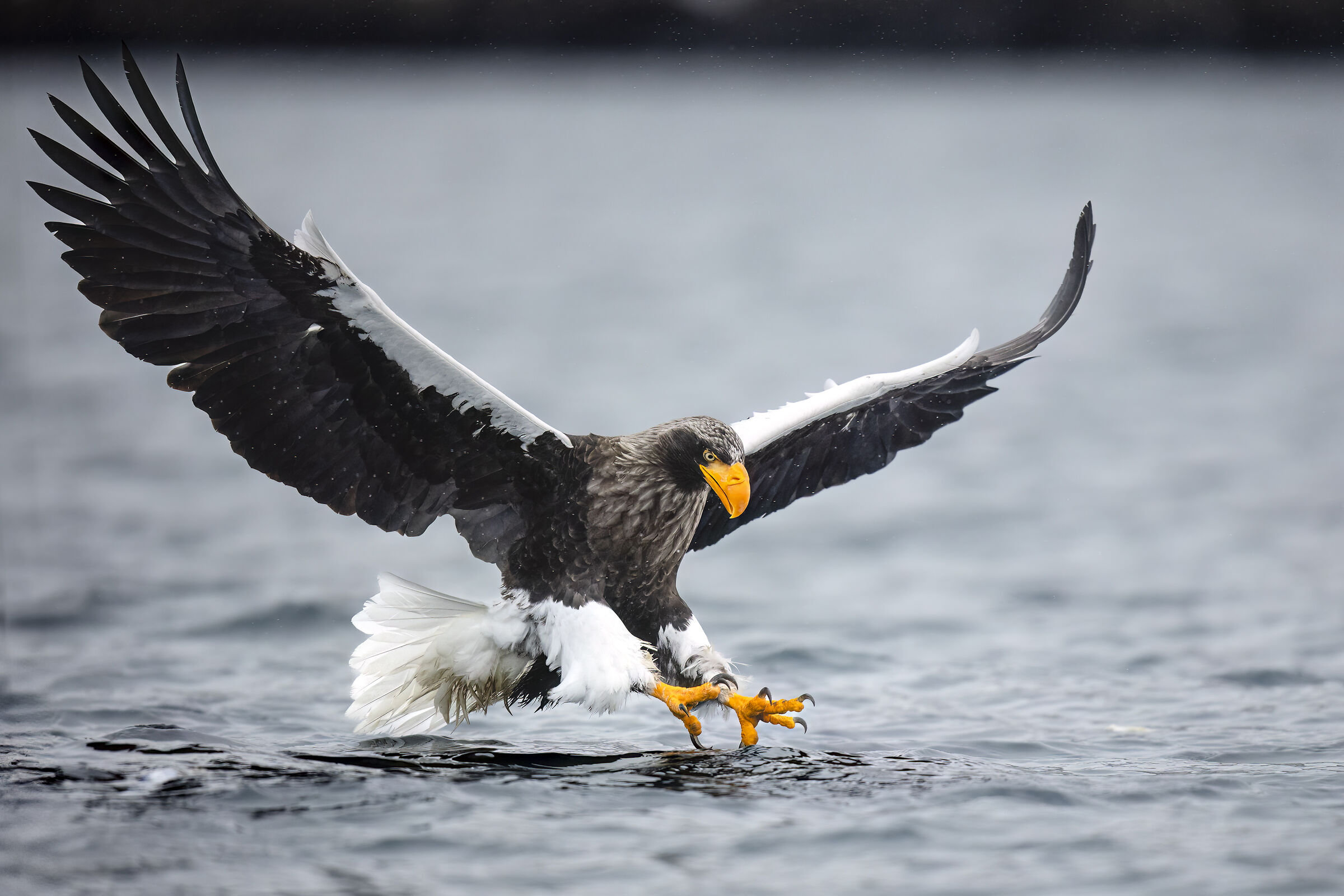2025 Winter, Hokkaido Nature