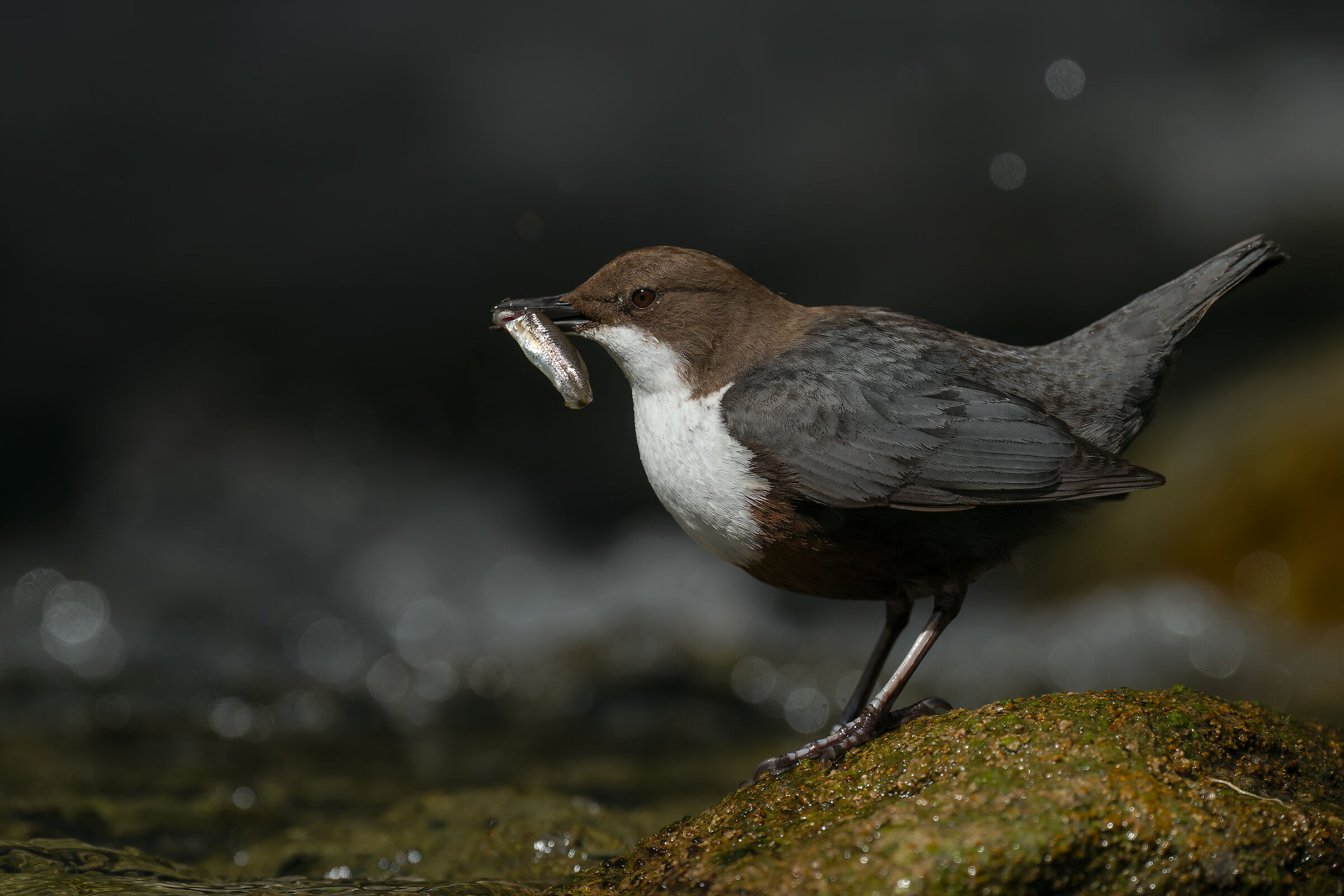white-throated dipper