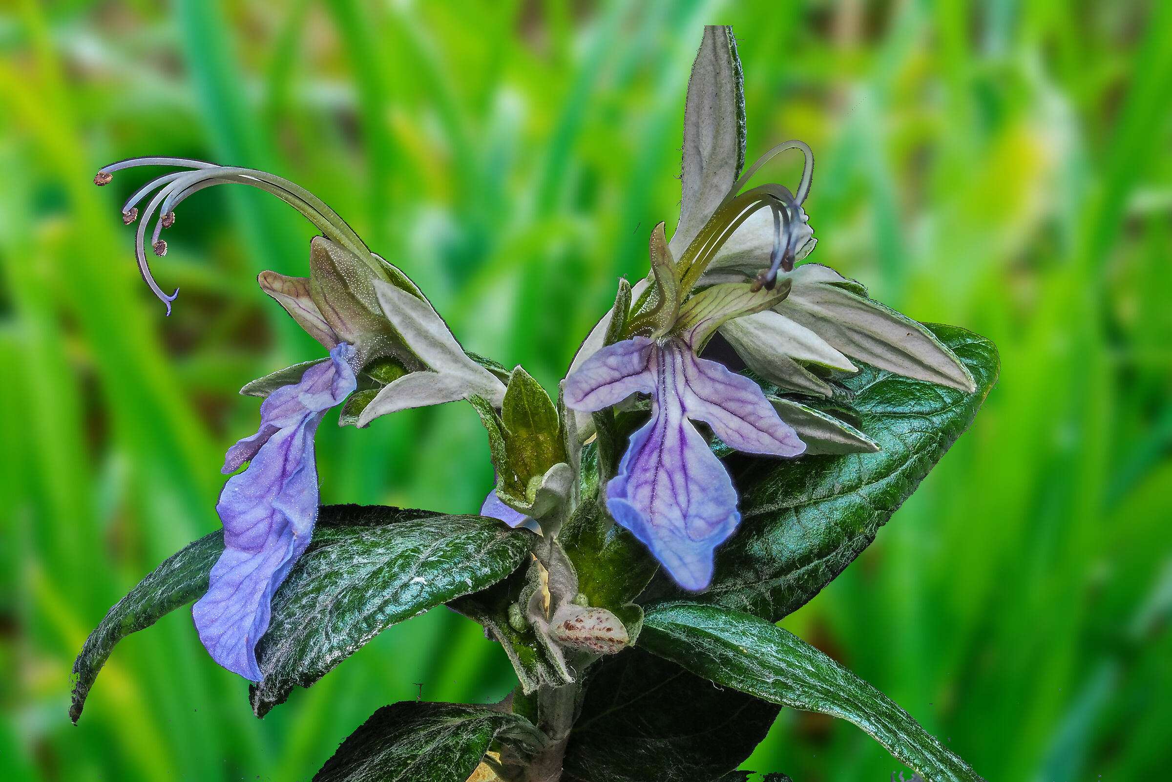 Teucrium fruticans