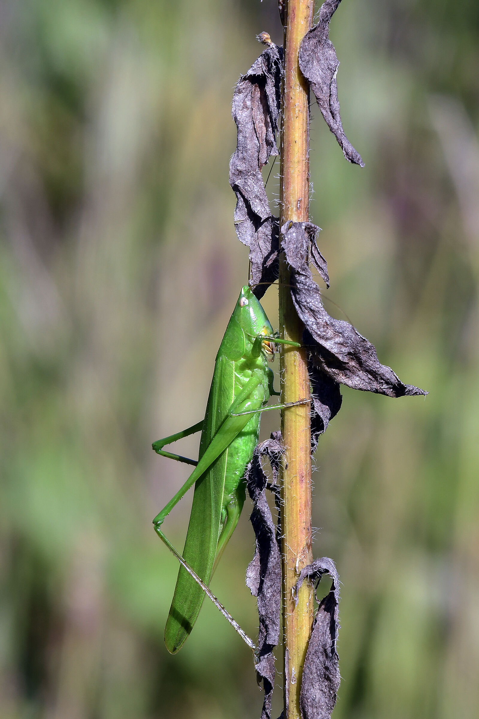 Large conocephalus (Ruspolia nitidula)