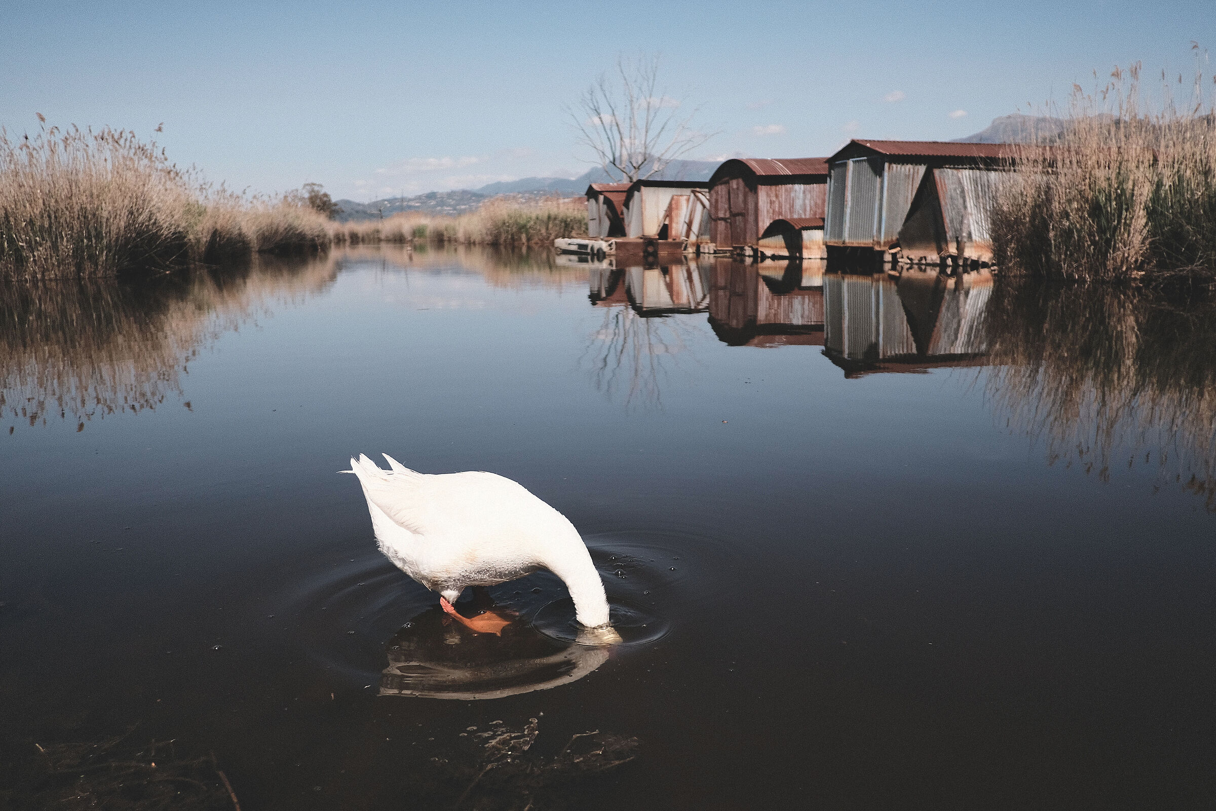 Massaciuccoli Lucca 2021