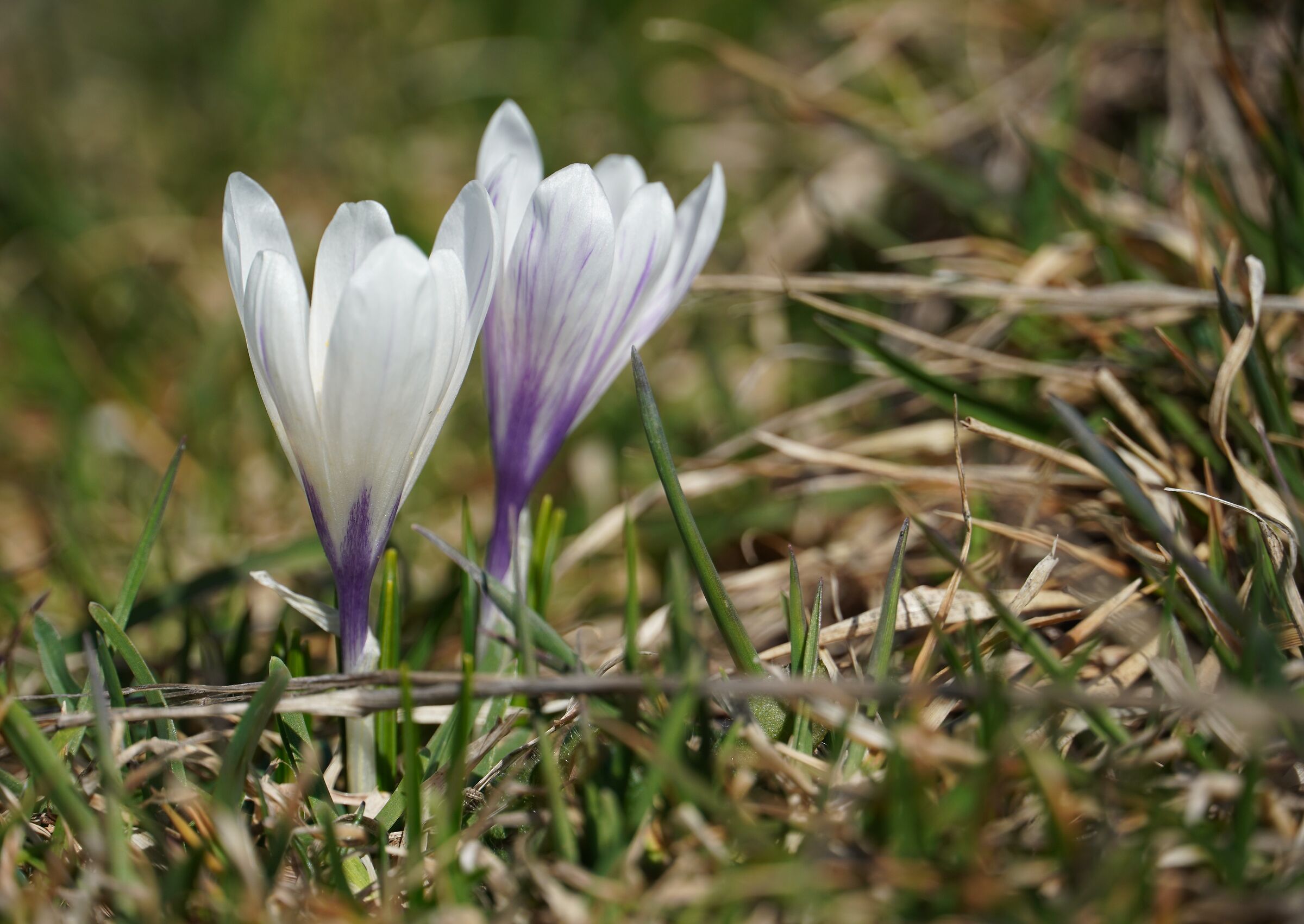 Crocus