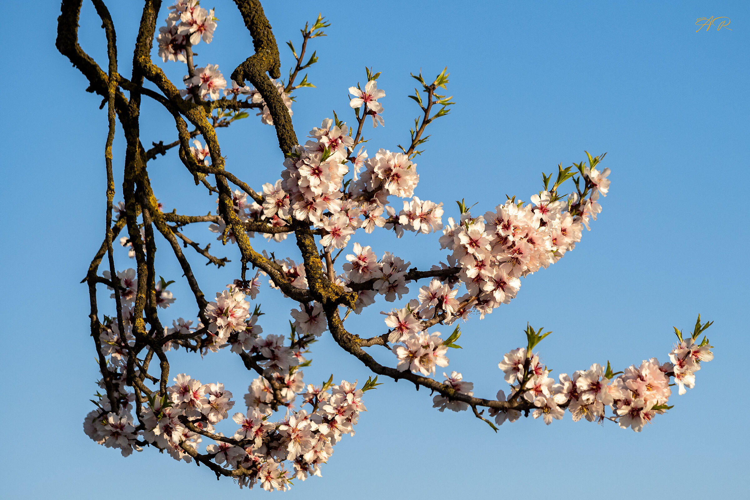 Mandorlo In Fiore Monte Fasolo Colli Euganei