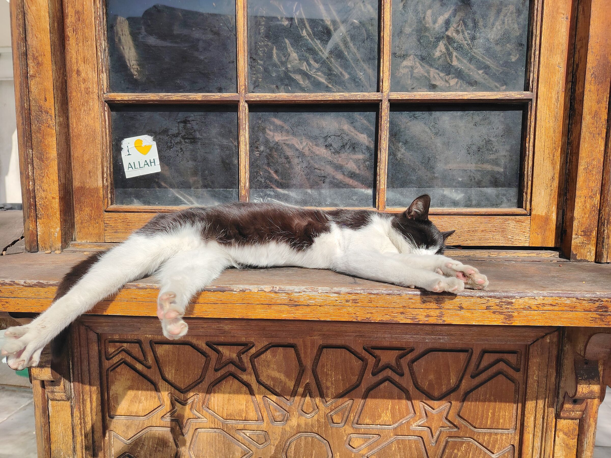 The land of cats .. Turkey